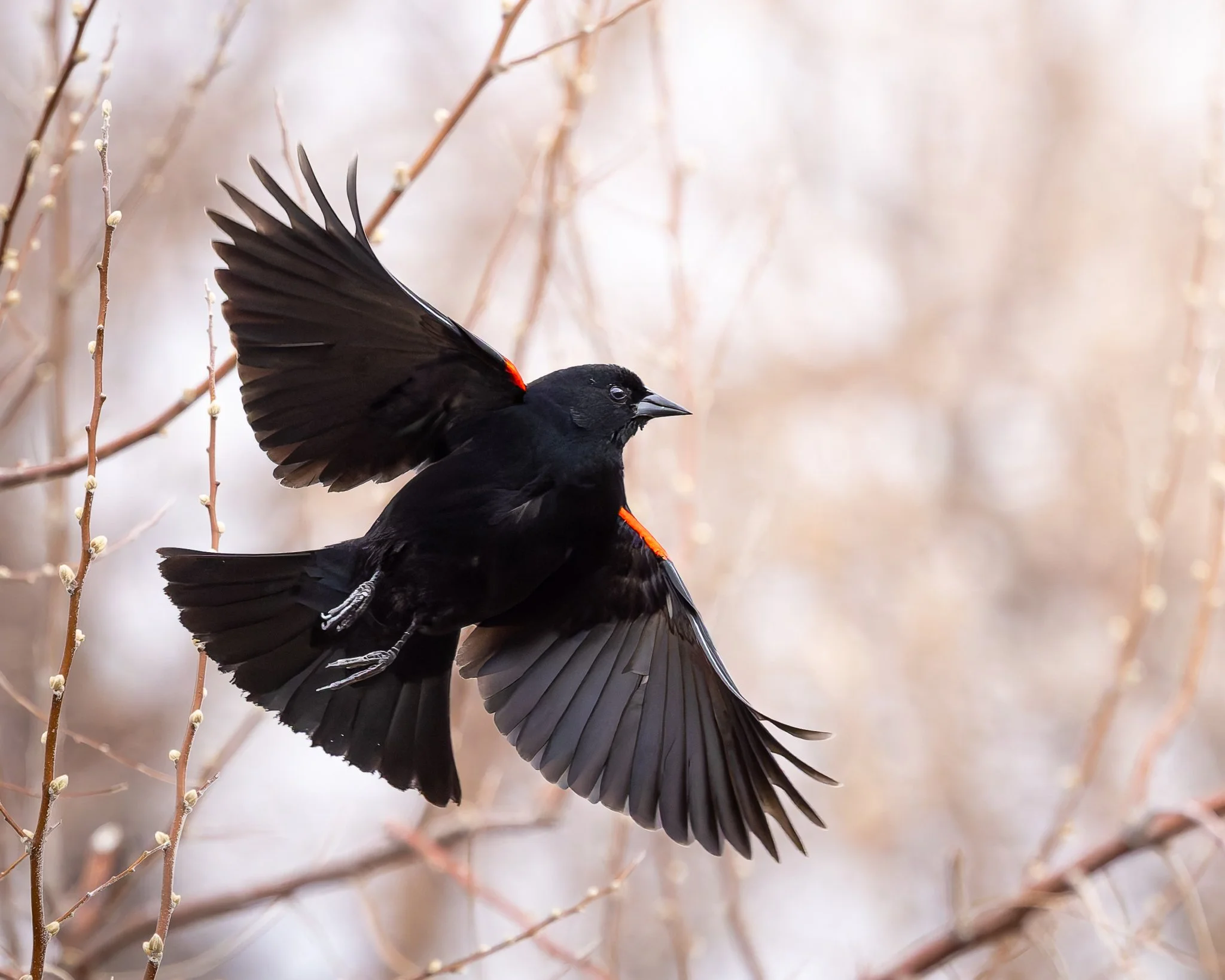 redwingedblackbird.jpg