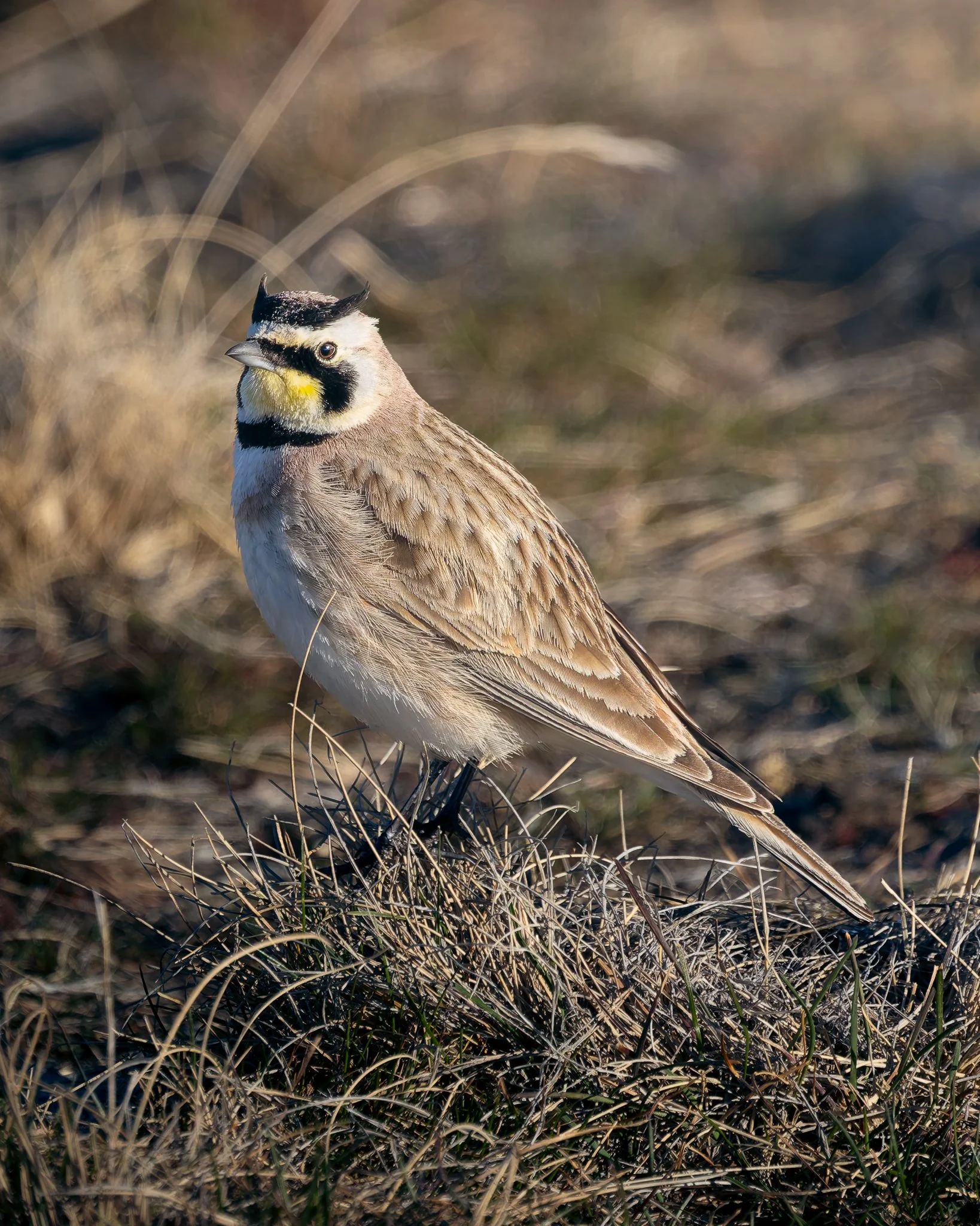 hornedlark1.jpg