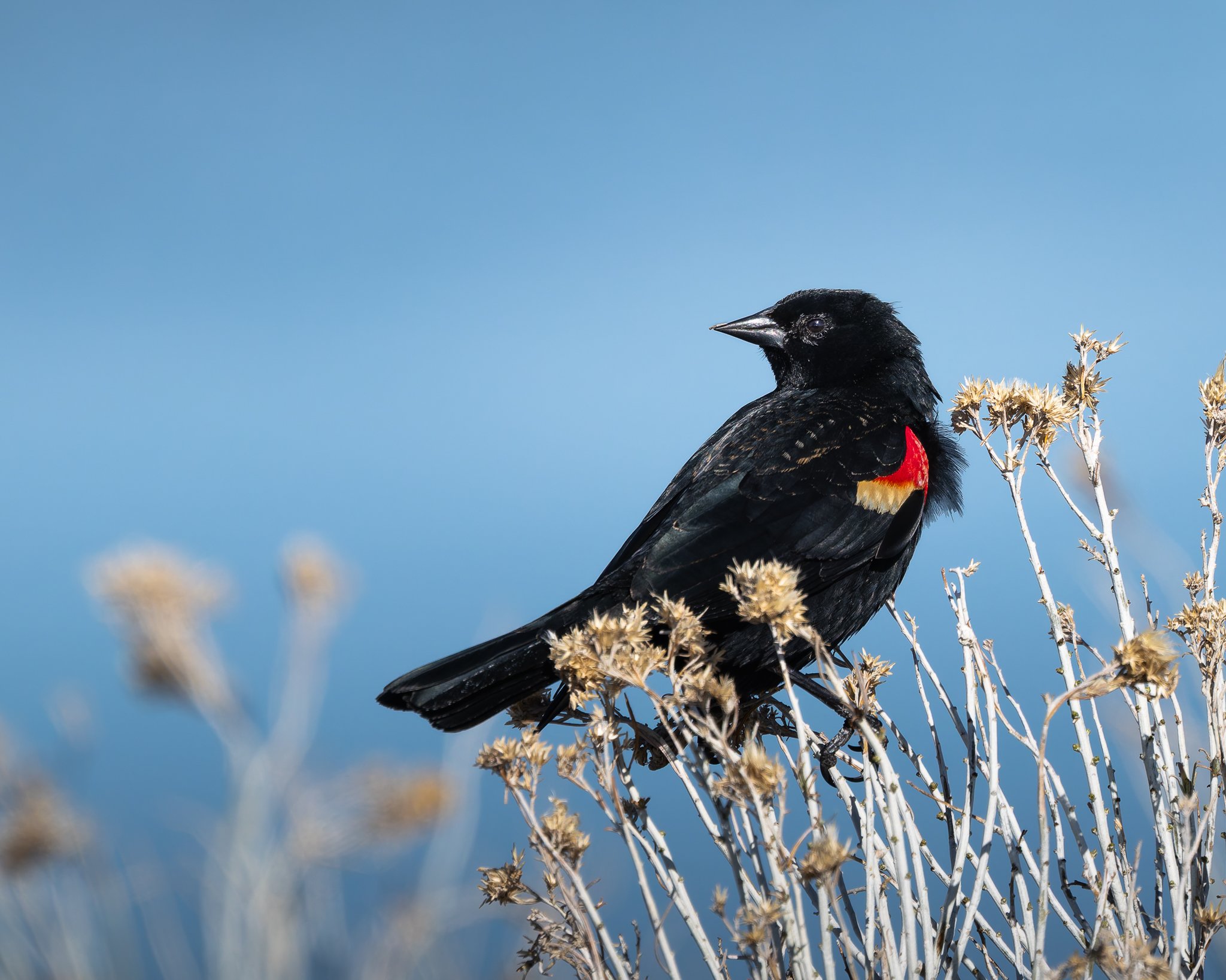 redwingedblackbird.jpg