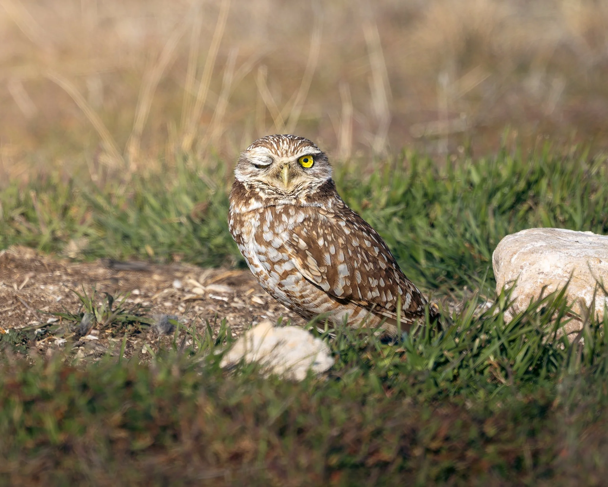 burrowingowl3.jpg