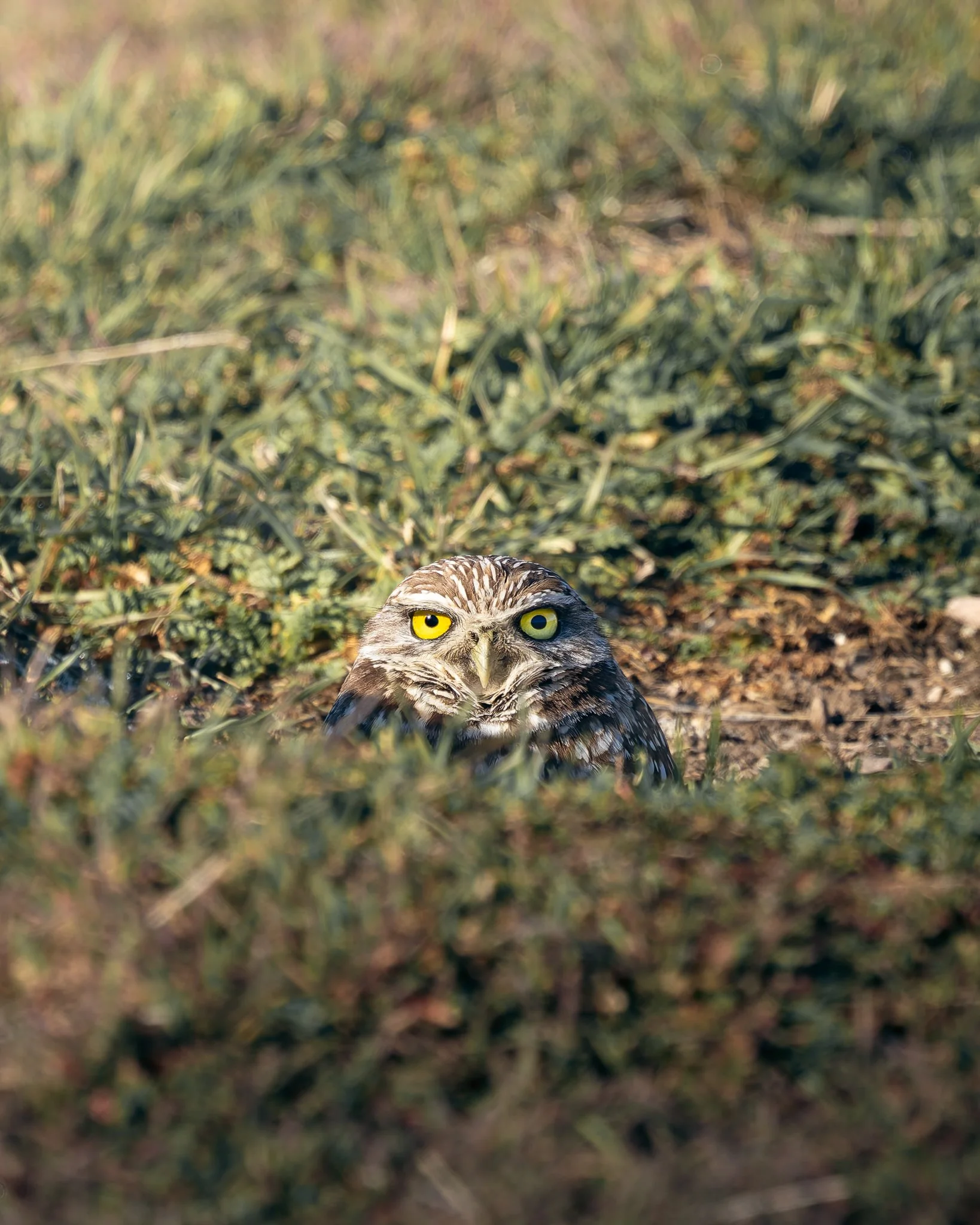 burrowingowl.jpg