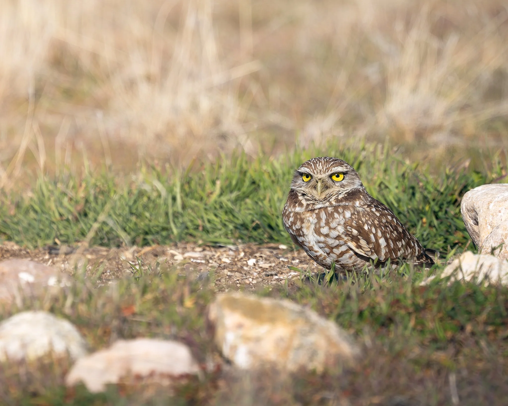 burrowingowl1.jpg