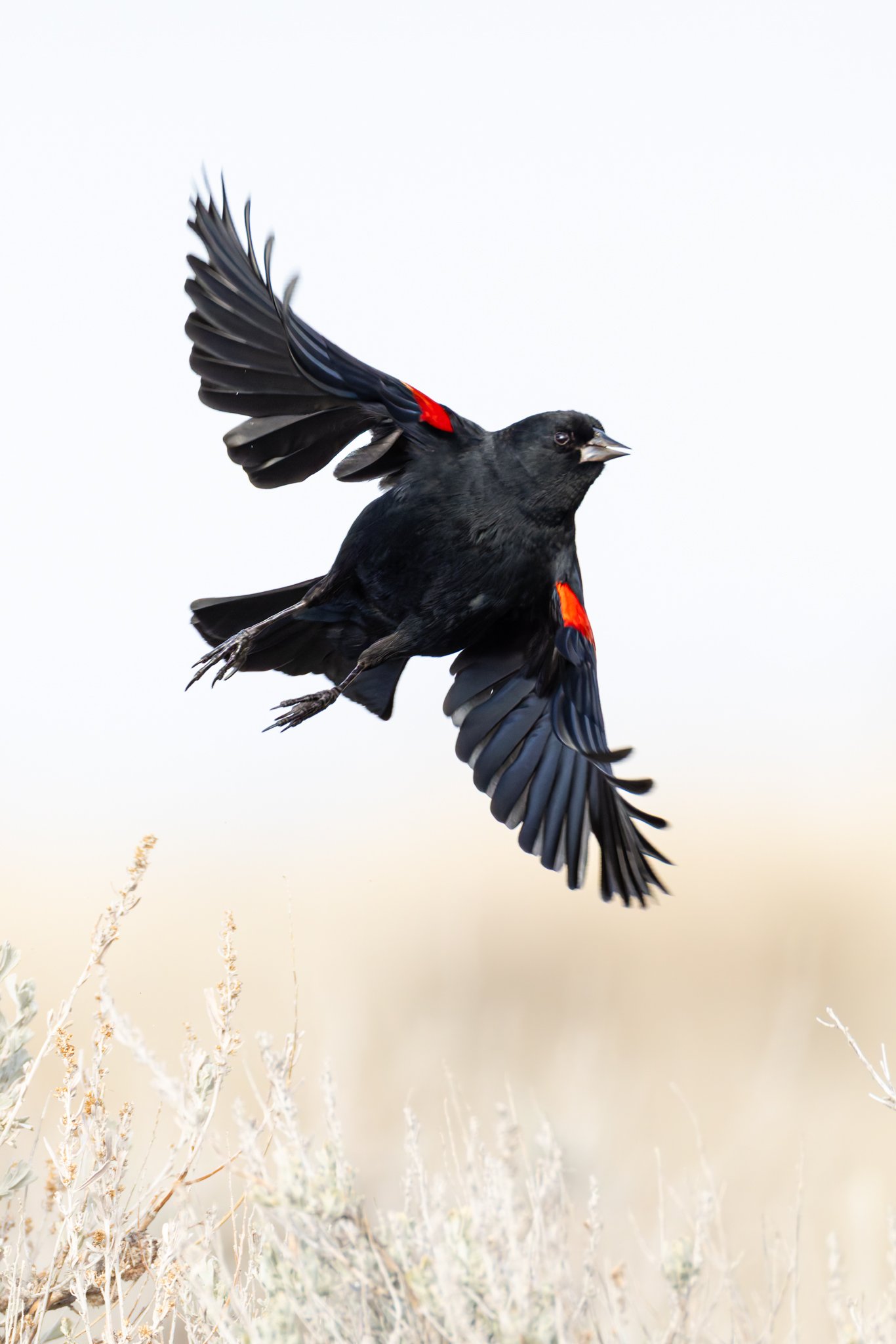 redwingblackbird4.jpg