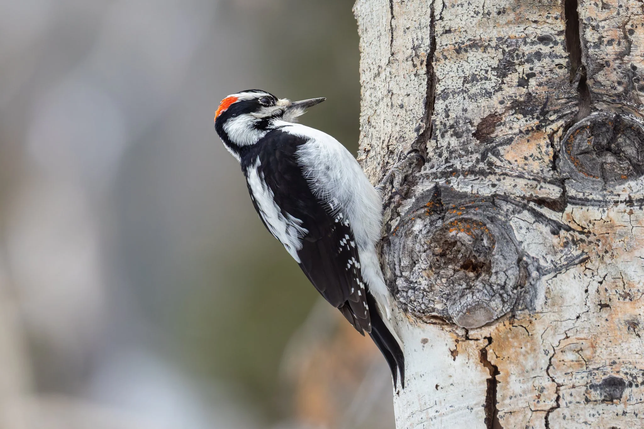 hairywoodpecker.jpg