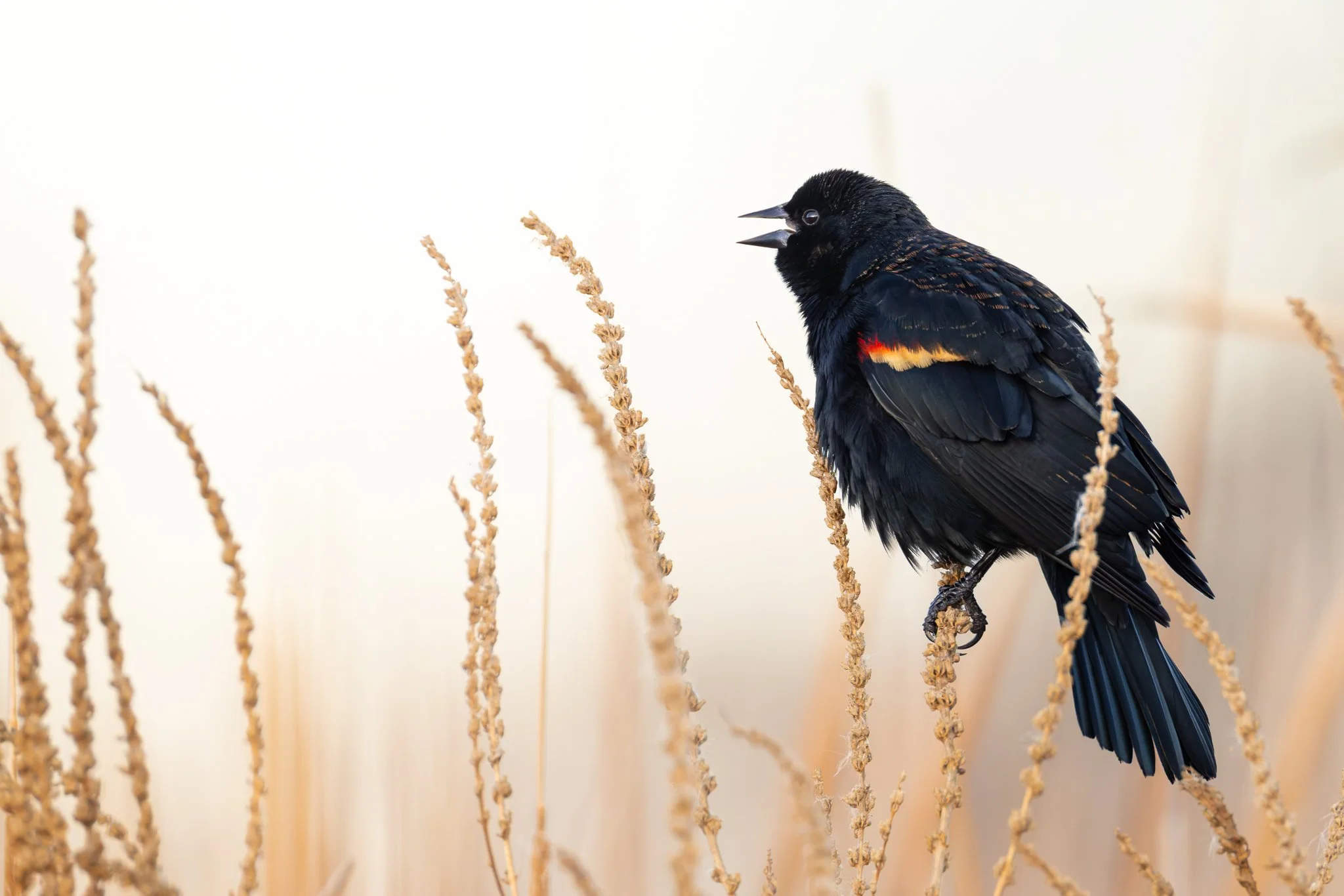 redwingblackbird.jpg