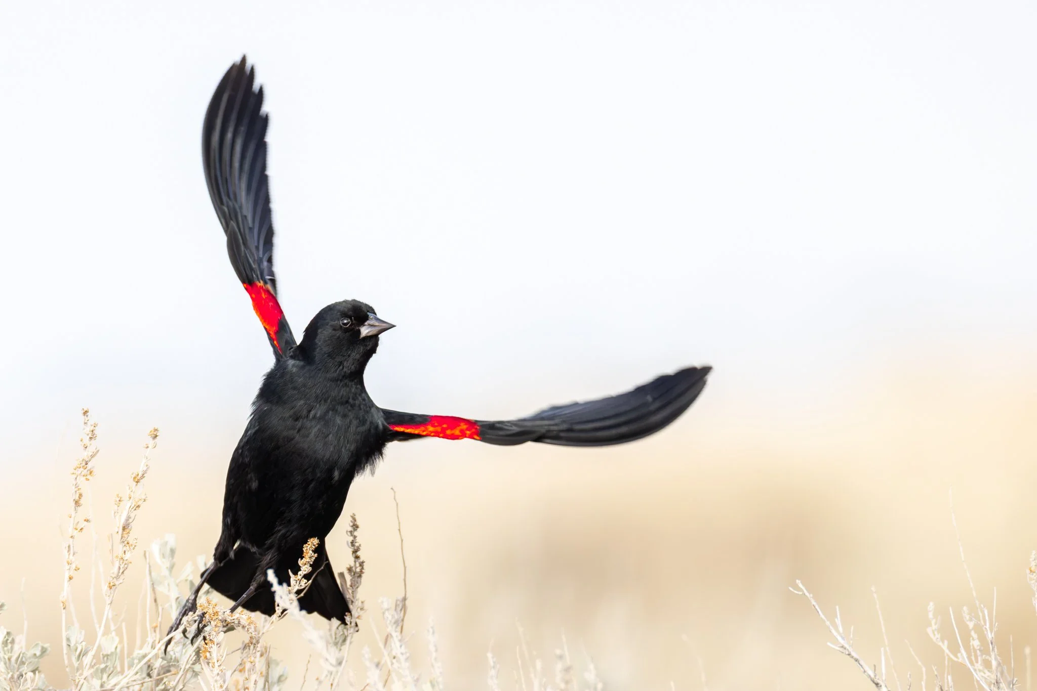 redwingblackbird3.jpg
