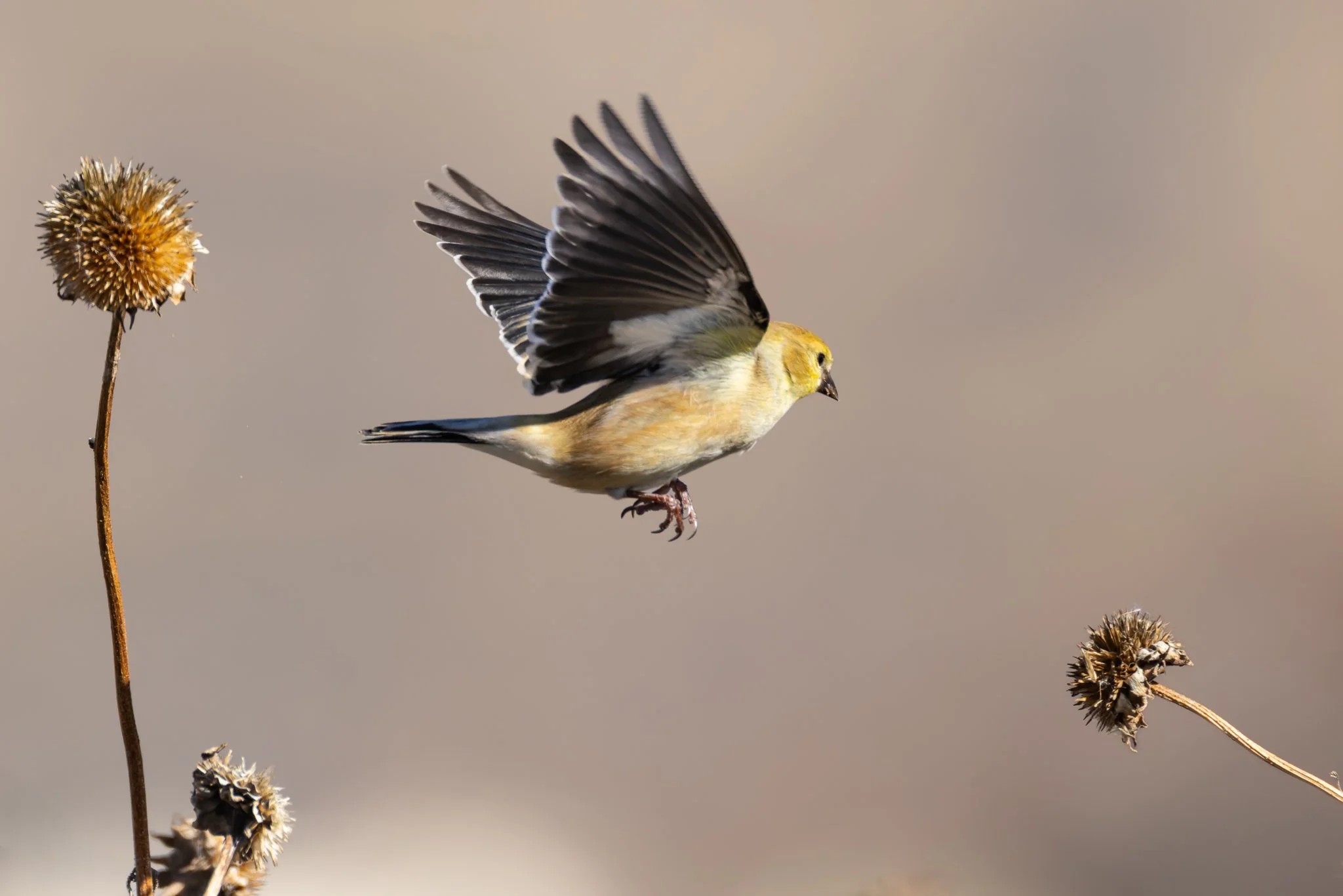 americangoldfinch1.jpg