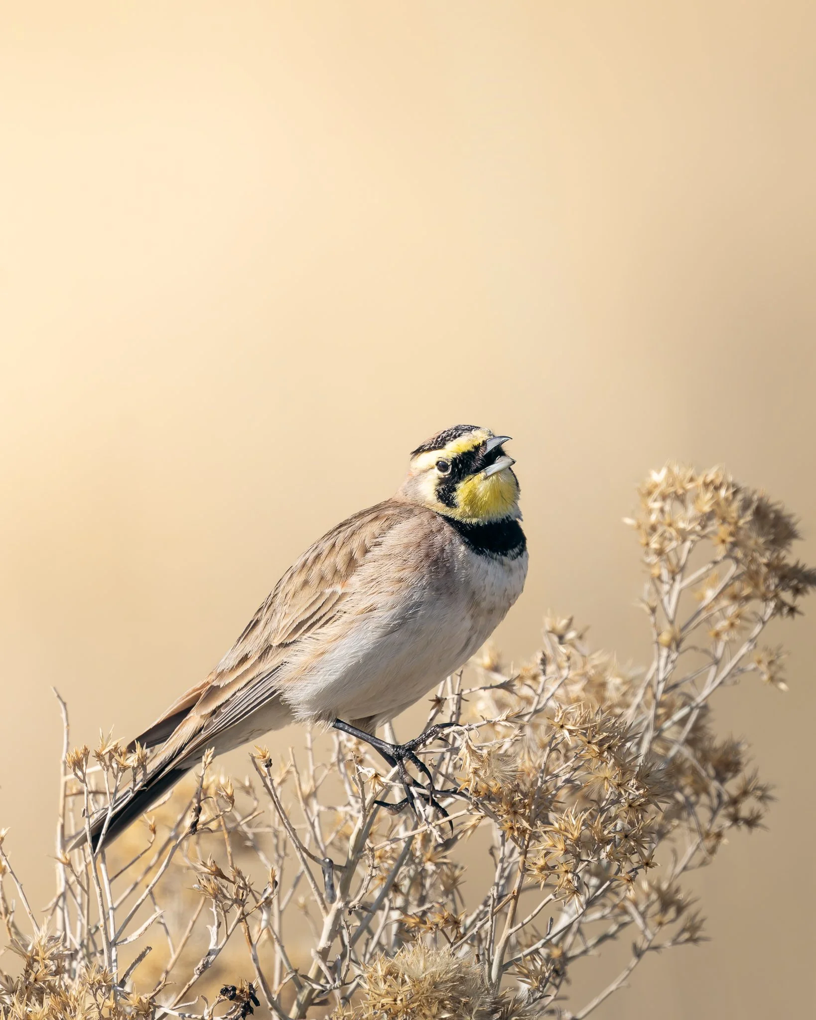 hornedlark.jpg