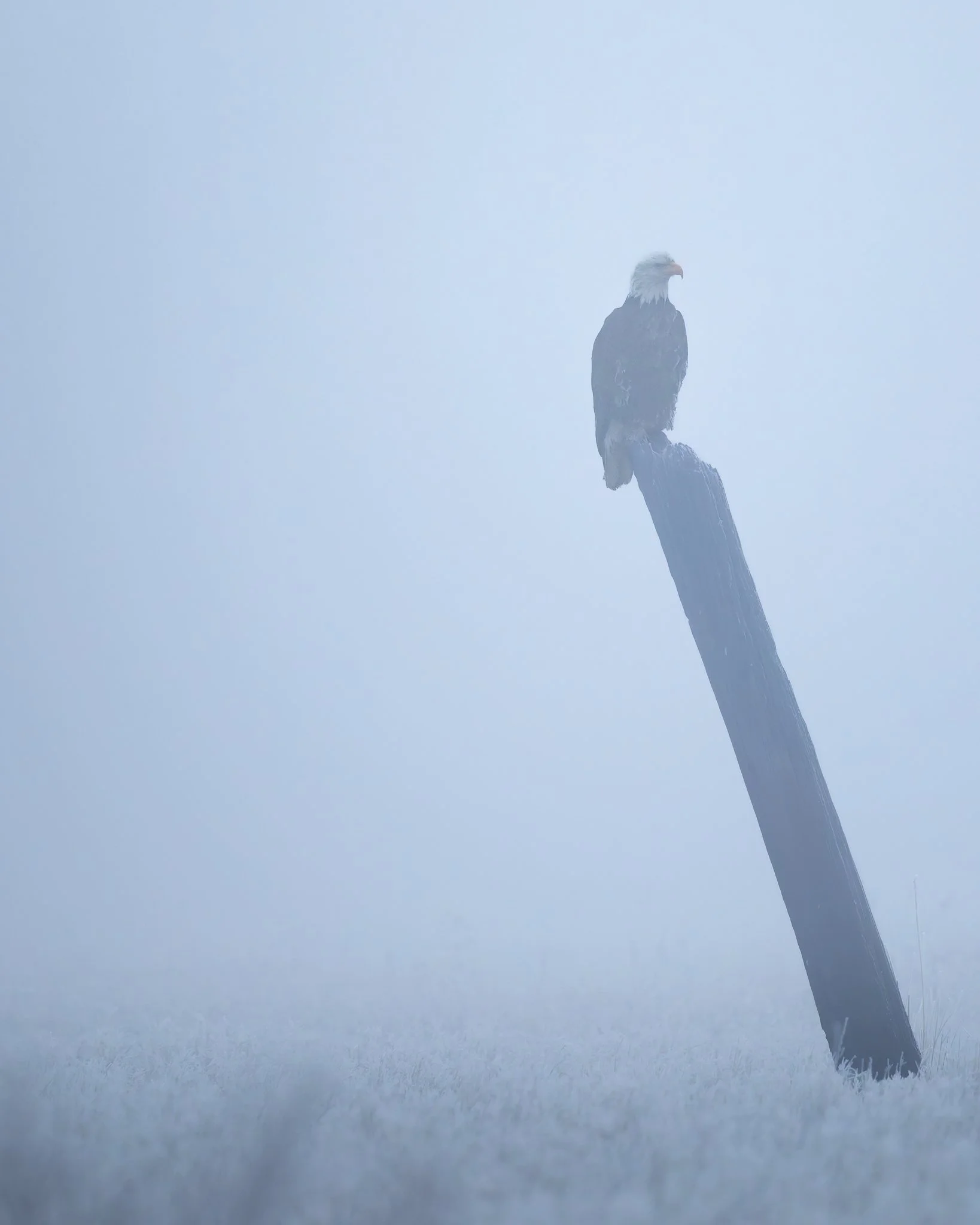 fogeagle.jpg