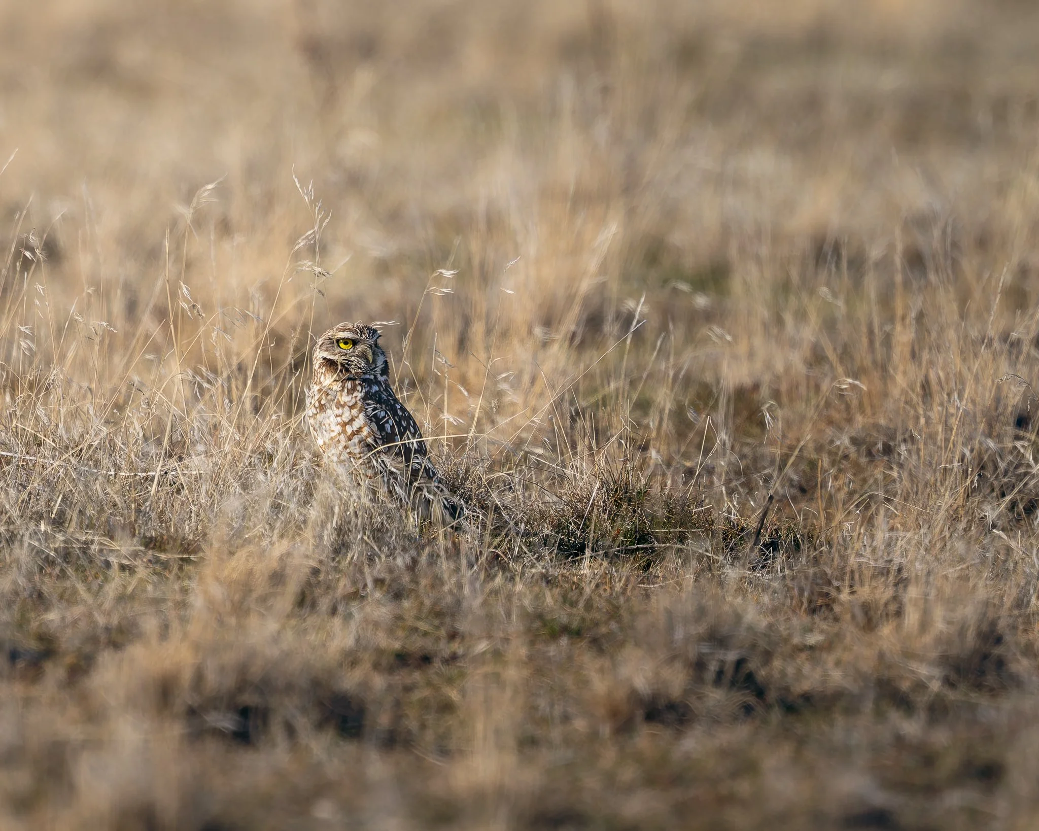 burrowingowlcamo.jpg