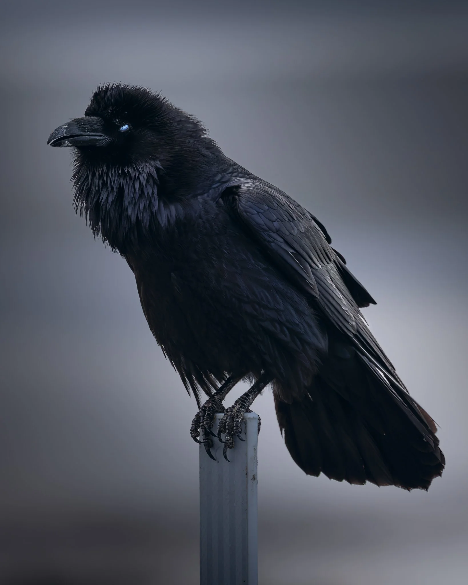 raven.jpg