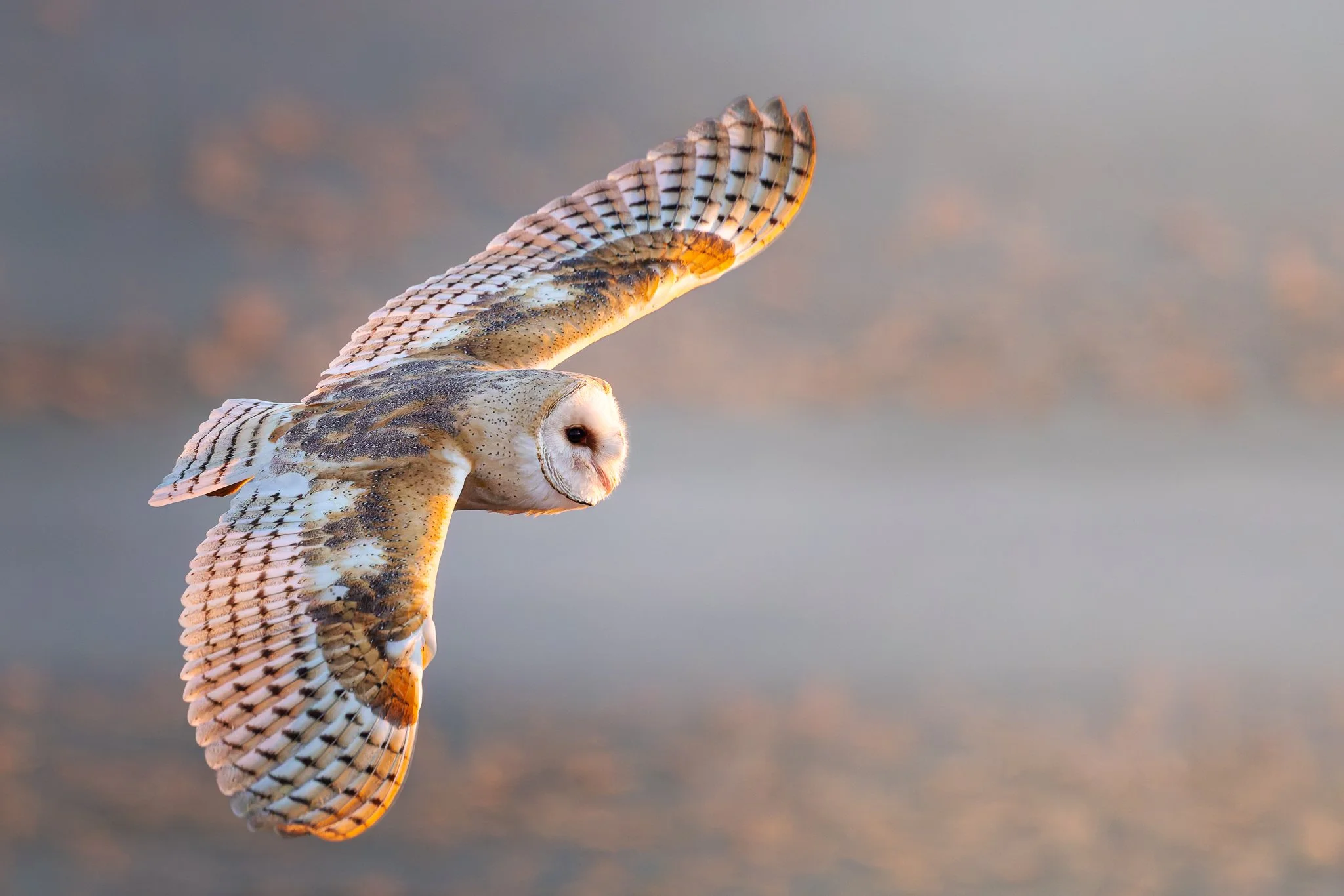 barnowl2.jpg