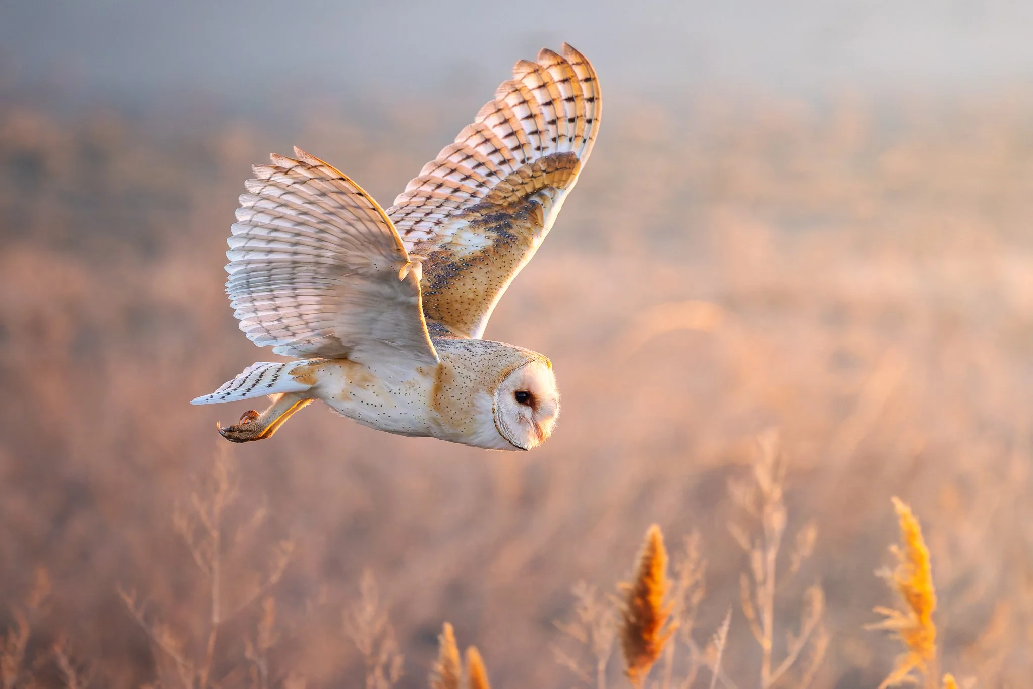 barnowl3.jpg
