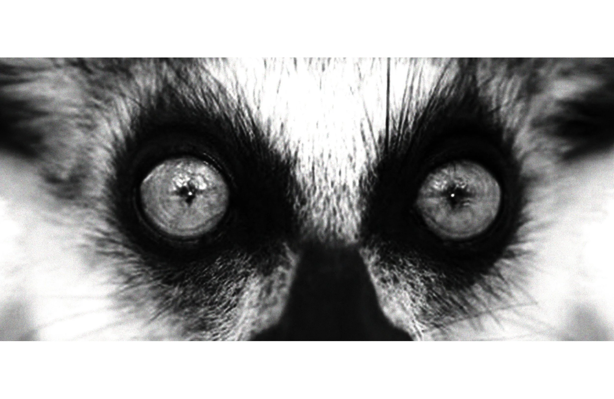 Zoom sur le visage d'un chat dans une vue en gros plan, avec les yeux ouverts, de face, en noir et blanc.