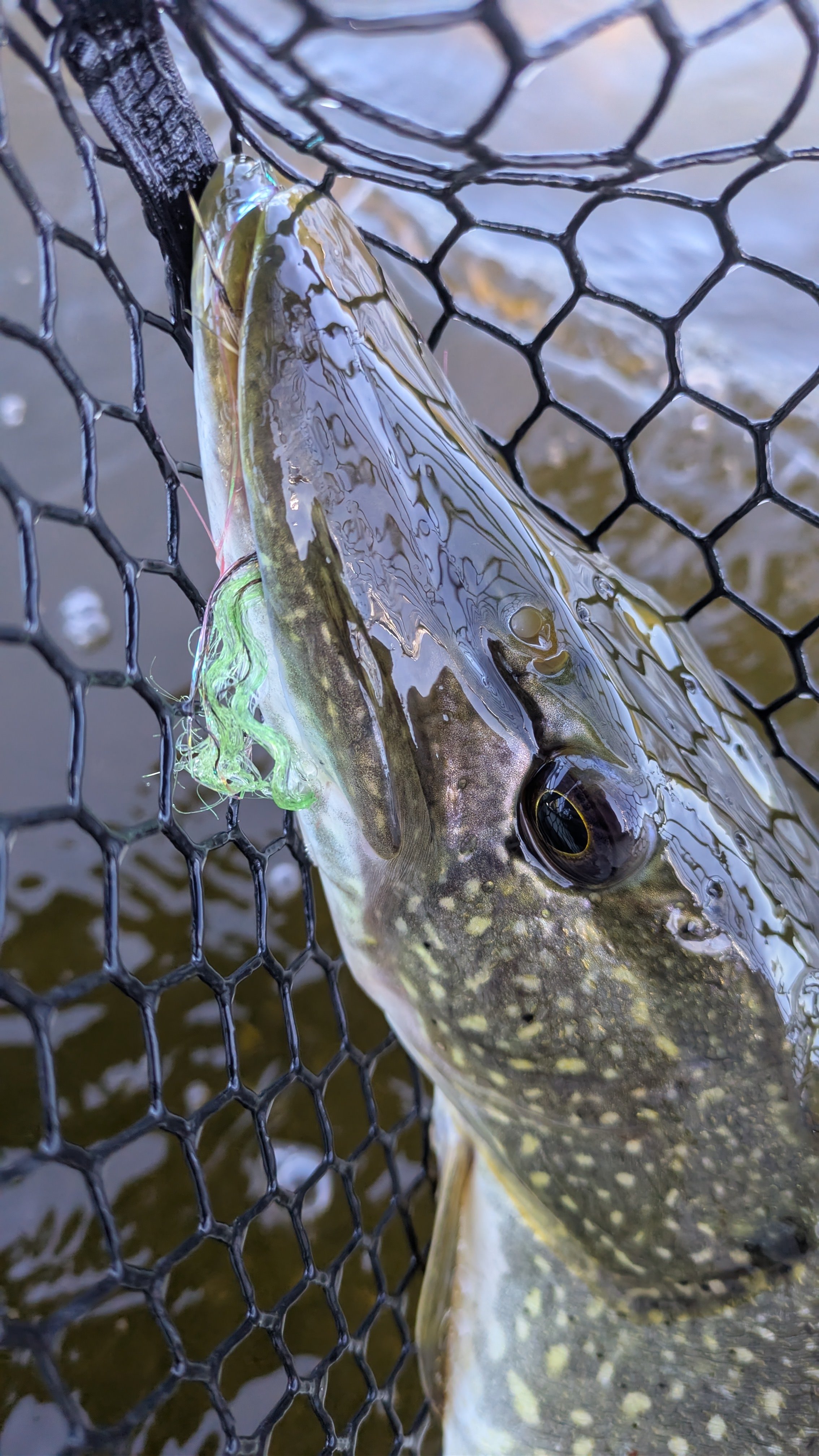 Close-up of a fish caught in a net, with water in the background.
