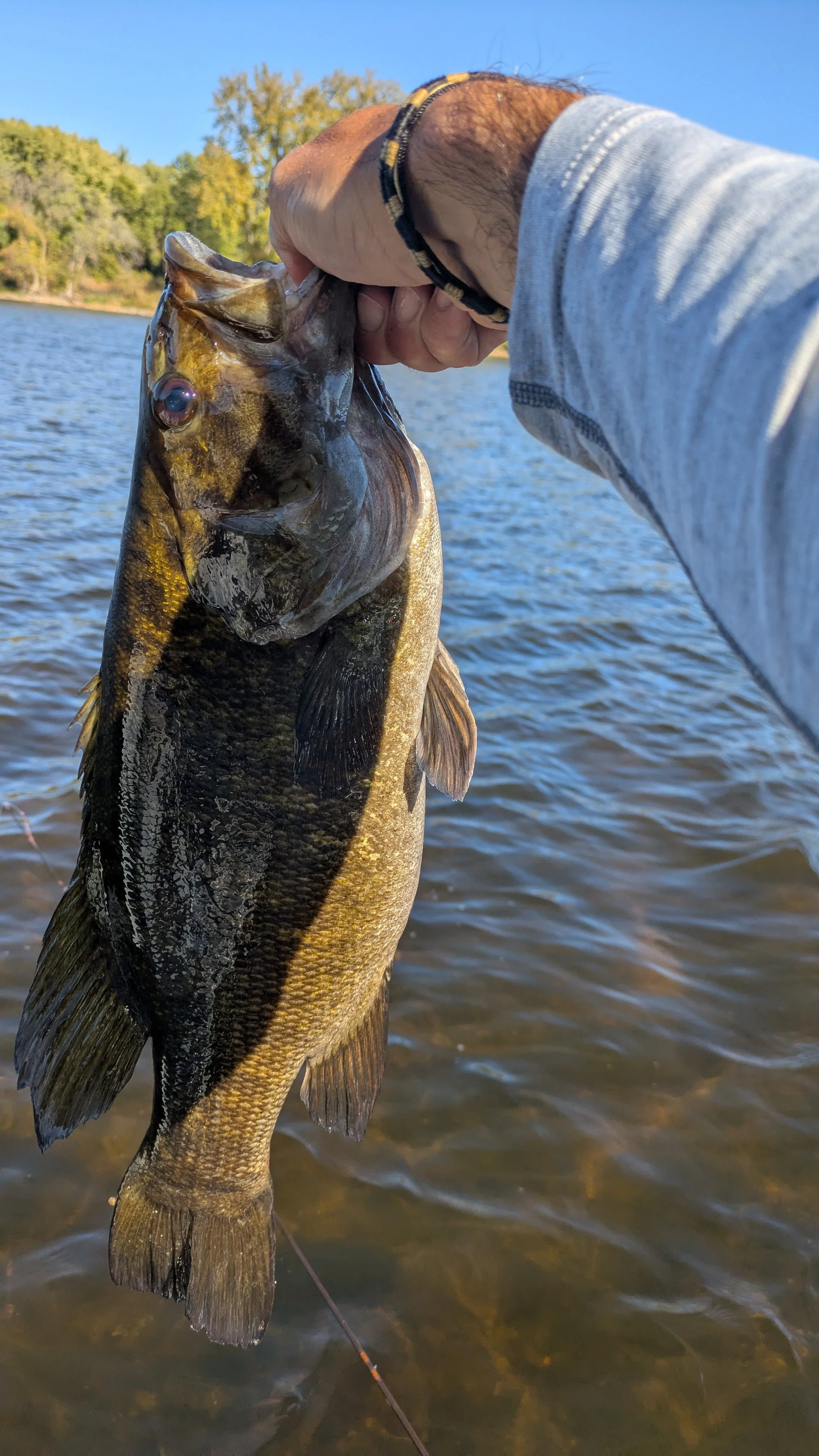 Person holding a large fish over water with trees and blue sky in the background.