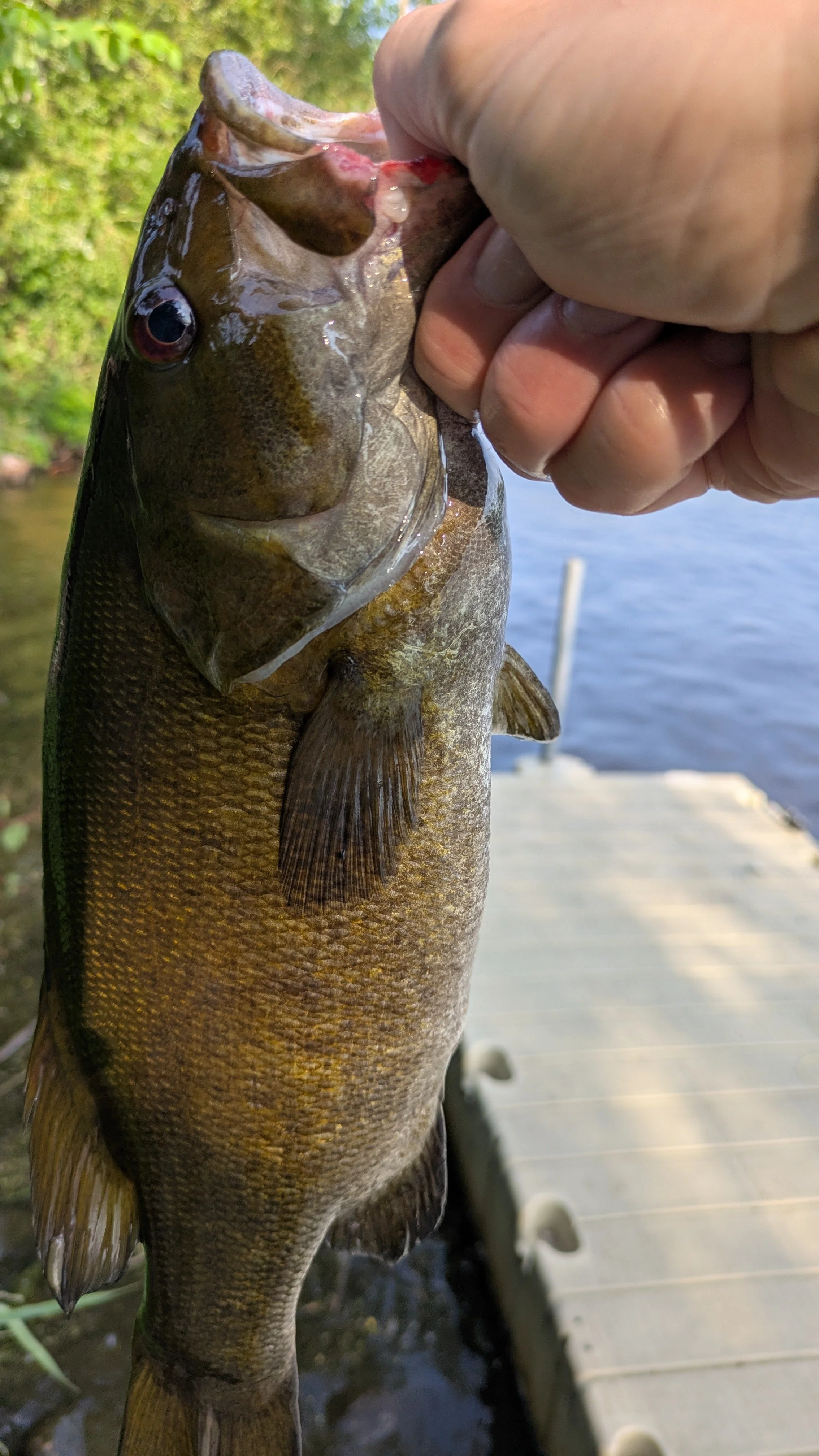 A person holding a large fish with their hand, near a dock by a body of water, with greenery in the background.