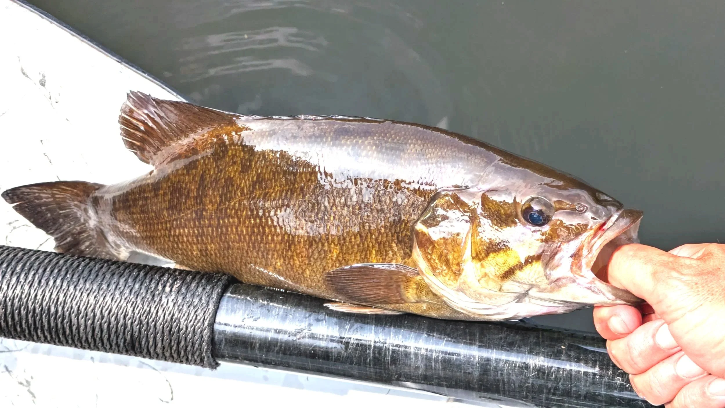 fly fishing drift boat smallmouth bass upper Mississippi river Minneapolis Minnesota guided