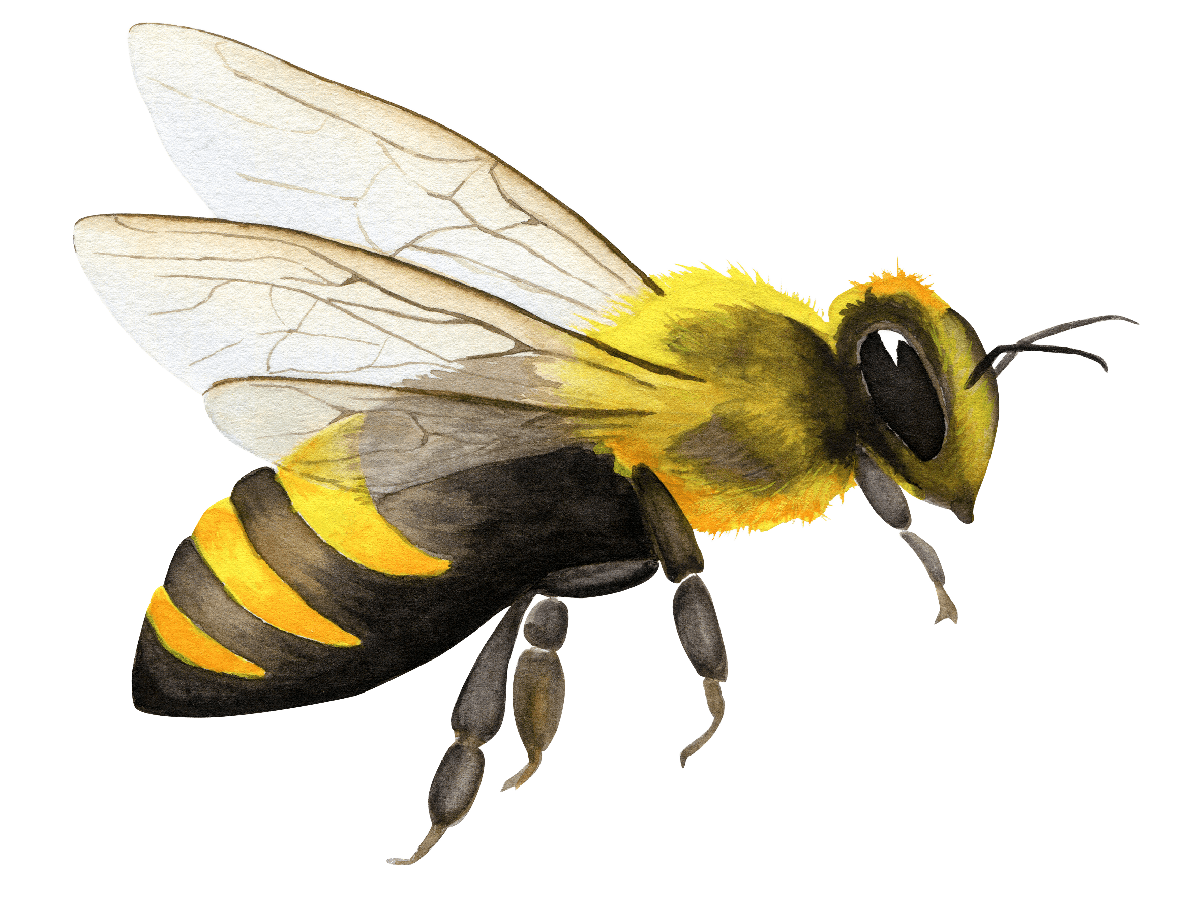 Bee Illustration Contact