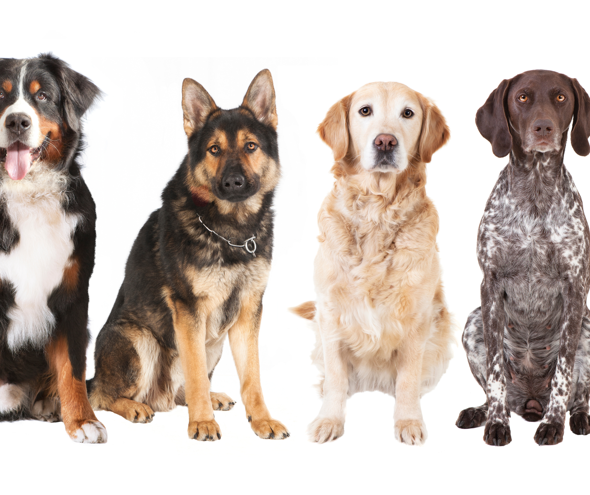 Dallas Animal Services