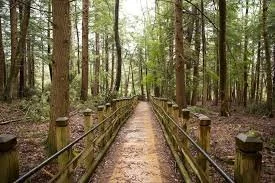 A forest trail with a wooden fence on both sides, surrounded by tall trees and green foliage.