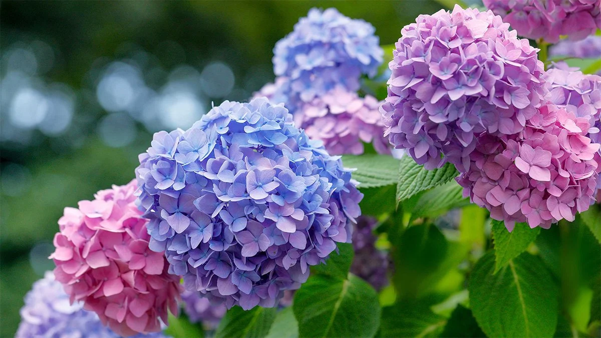 A Guide to Hydrangeas