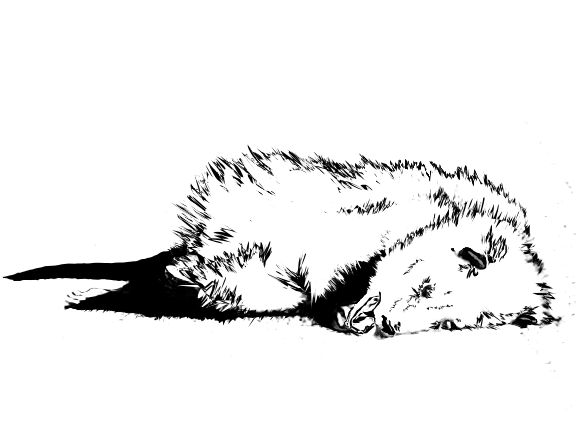 Oh opossum - Print 1.png