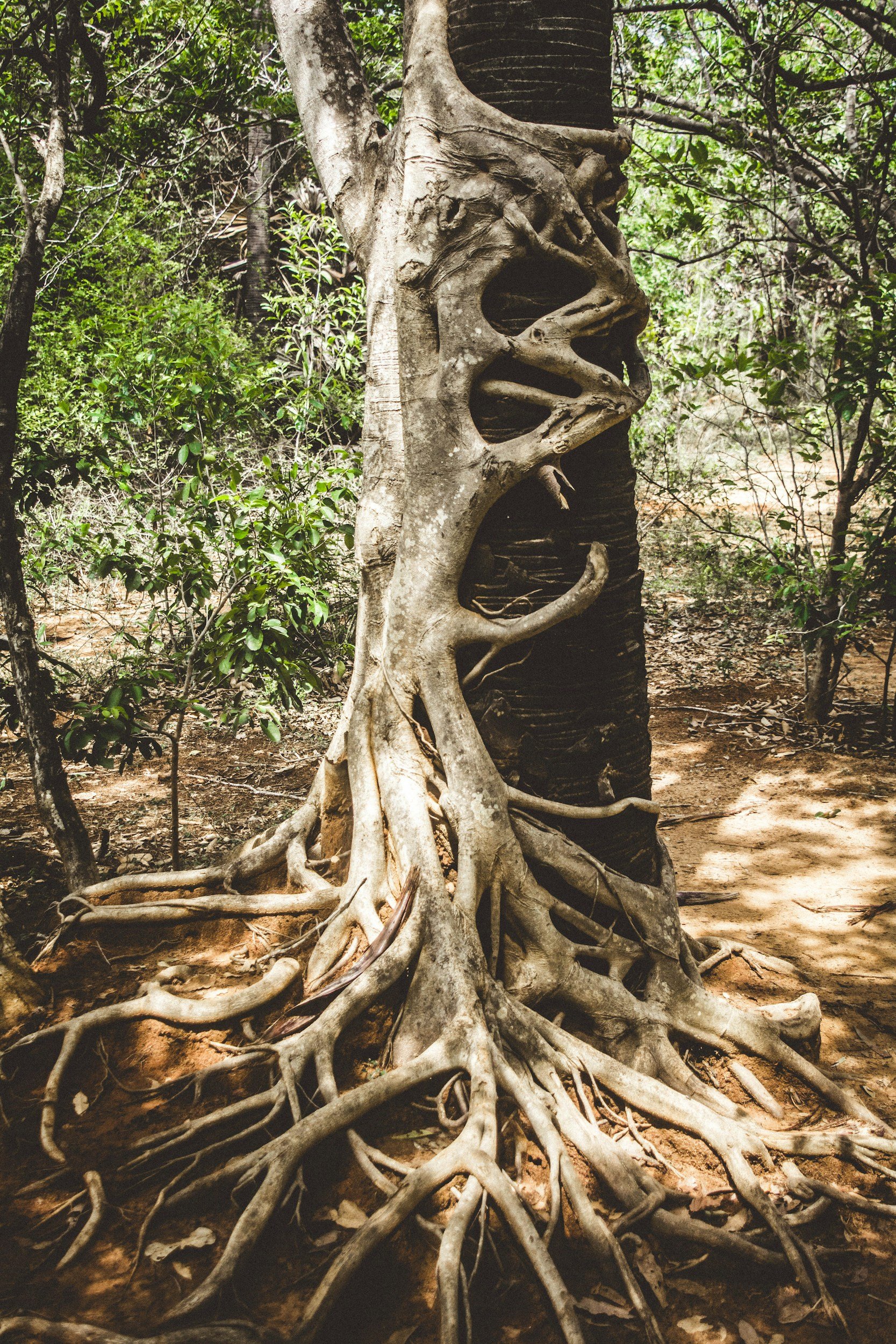 Tree roots growing on the side of a tree trunk in a wooded area.