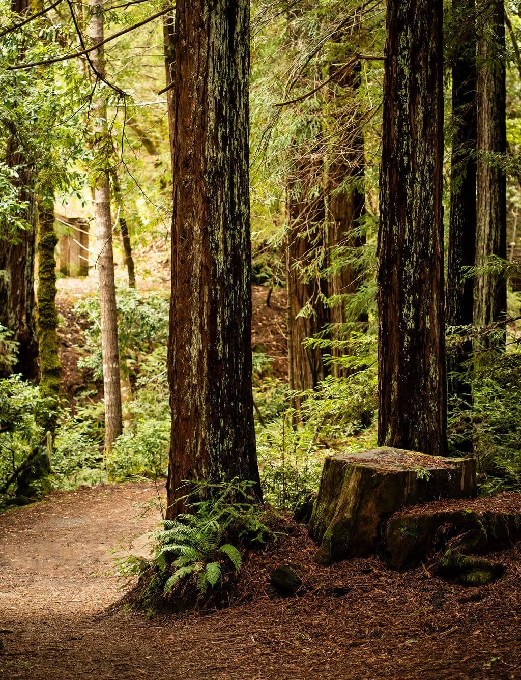Cathedral of the Redwoods