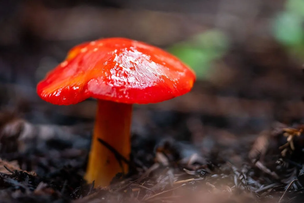 Scarlet Cap