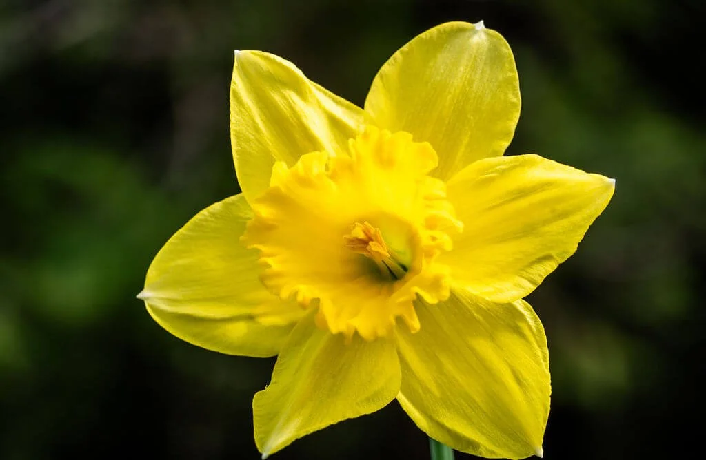 Golden Bloom