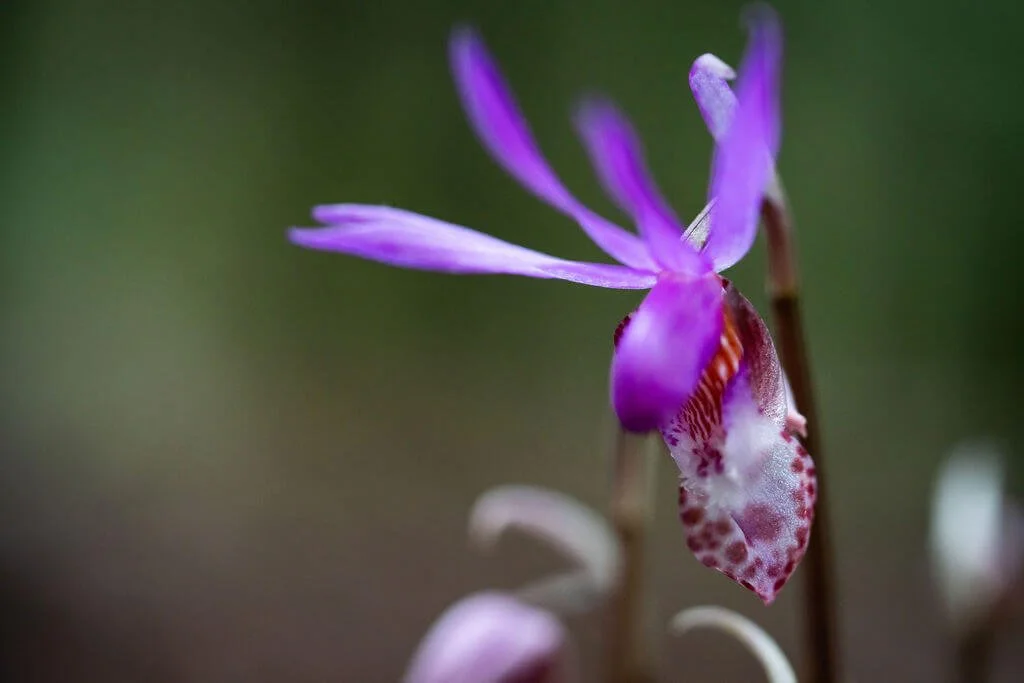 Wild Orchid