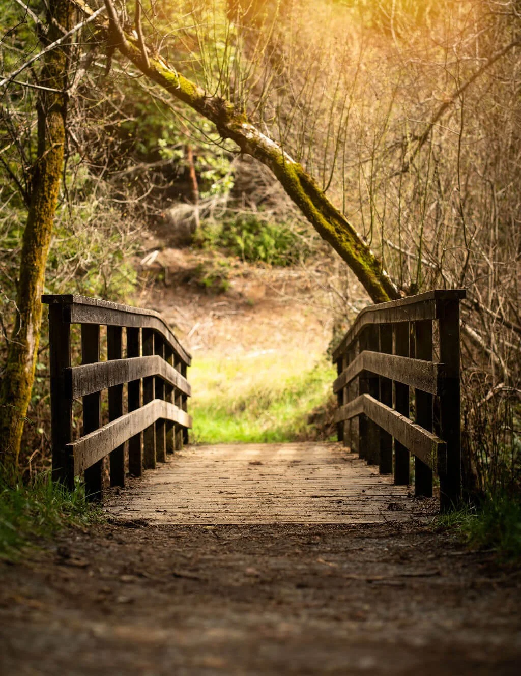 The Path Forward