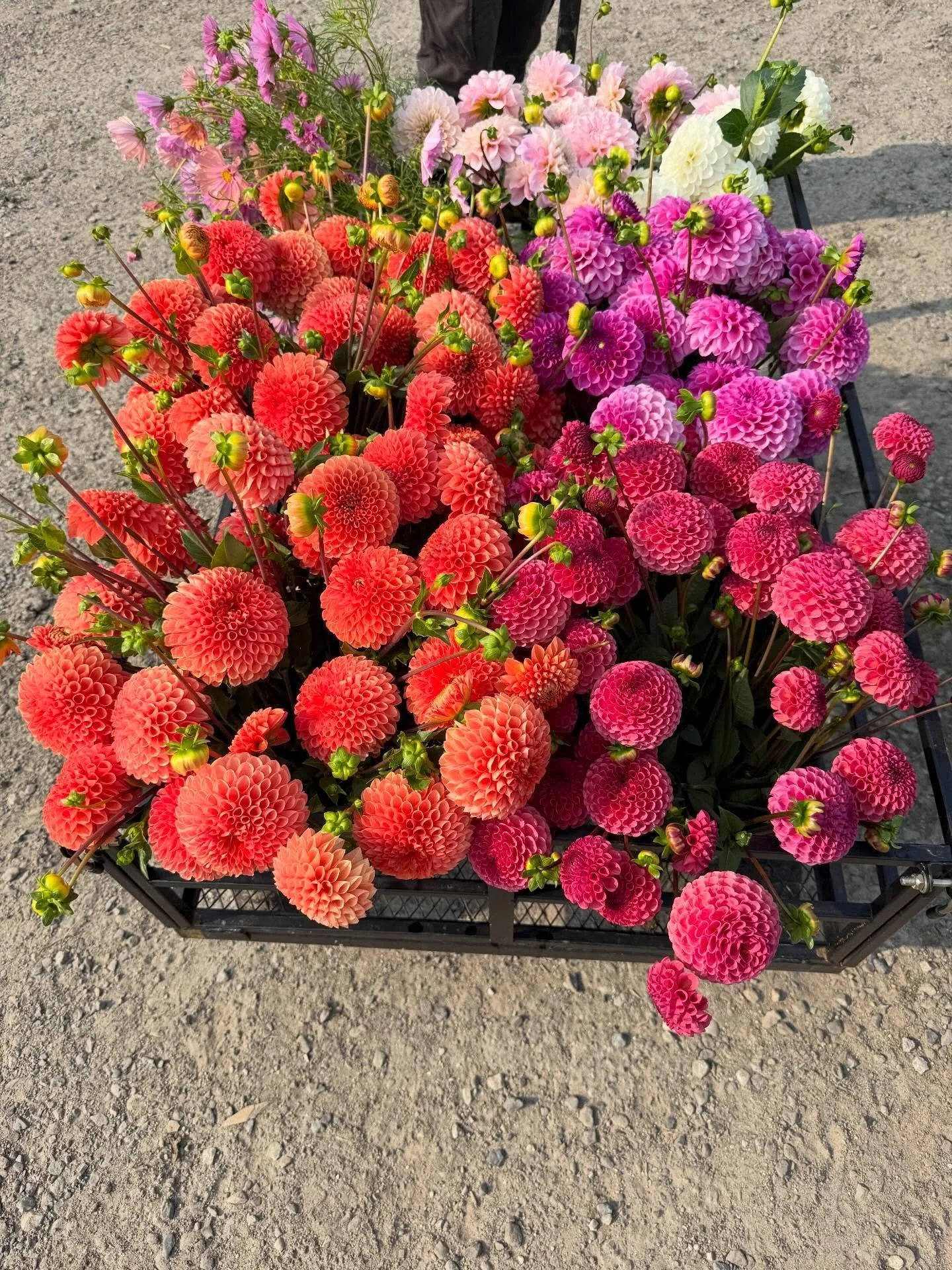 A few of our favorite moments and creations from the garden this past summer 
Counting the days until flower season is here again