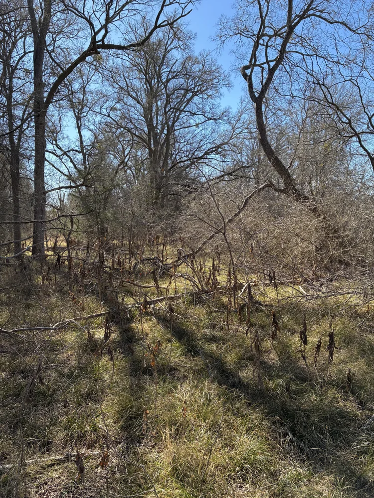 Overgrown fence line before clearing