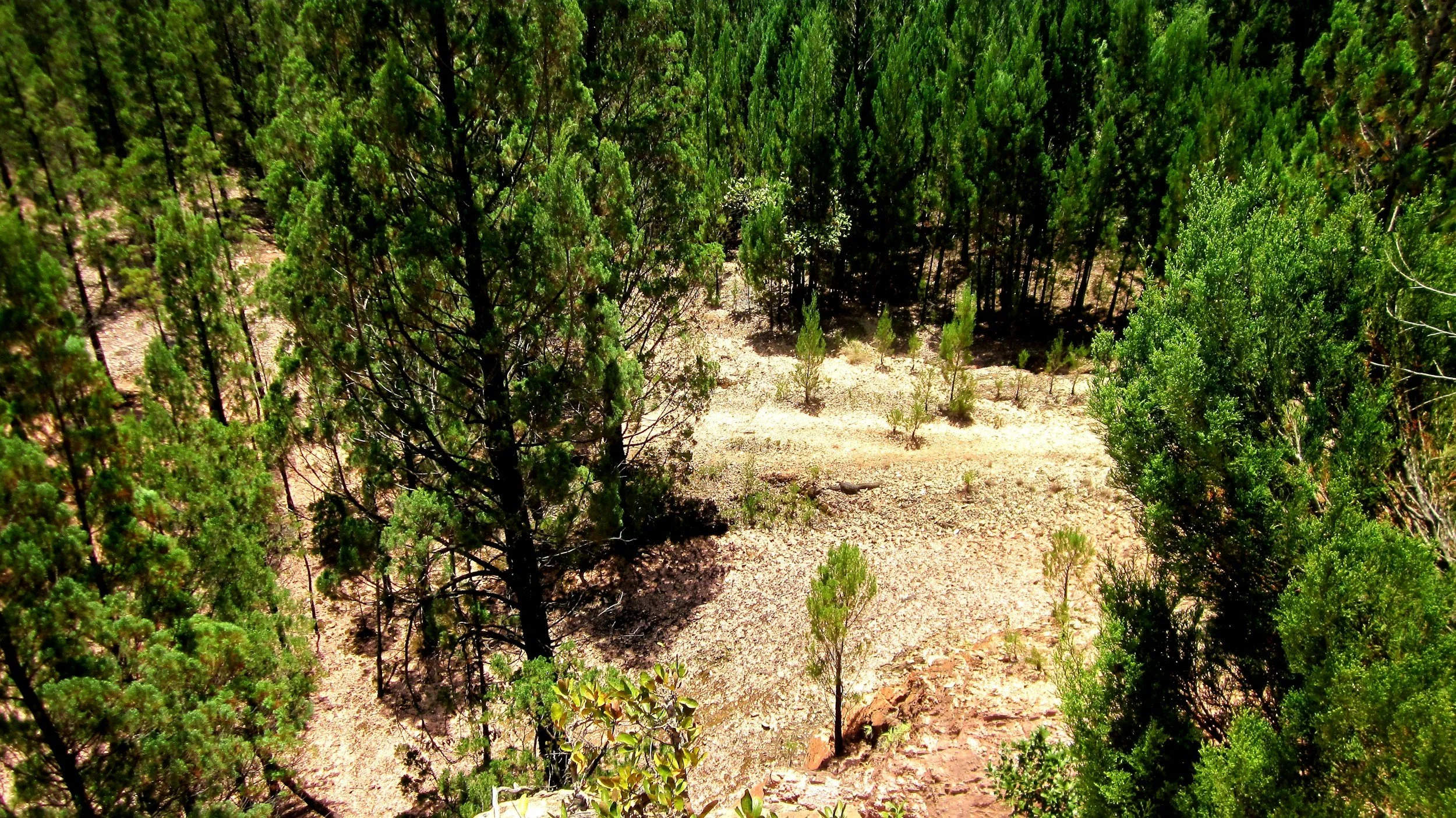 Close-up of dense green pine trees on dry, rocky terrain.