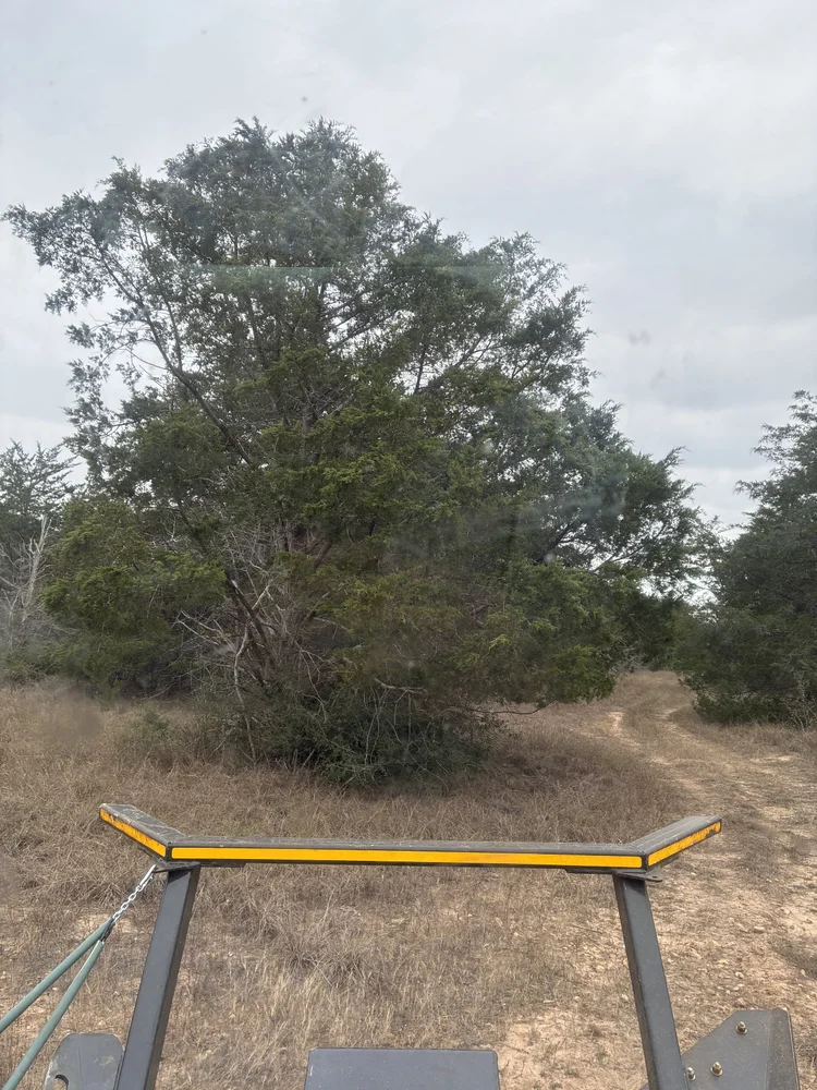 Ranch roadway covered by brush before clearing