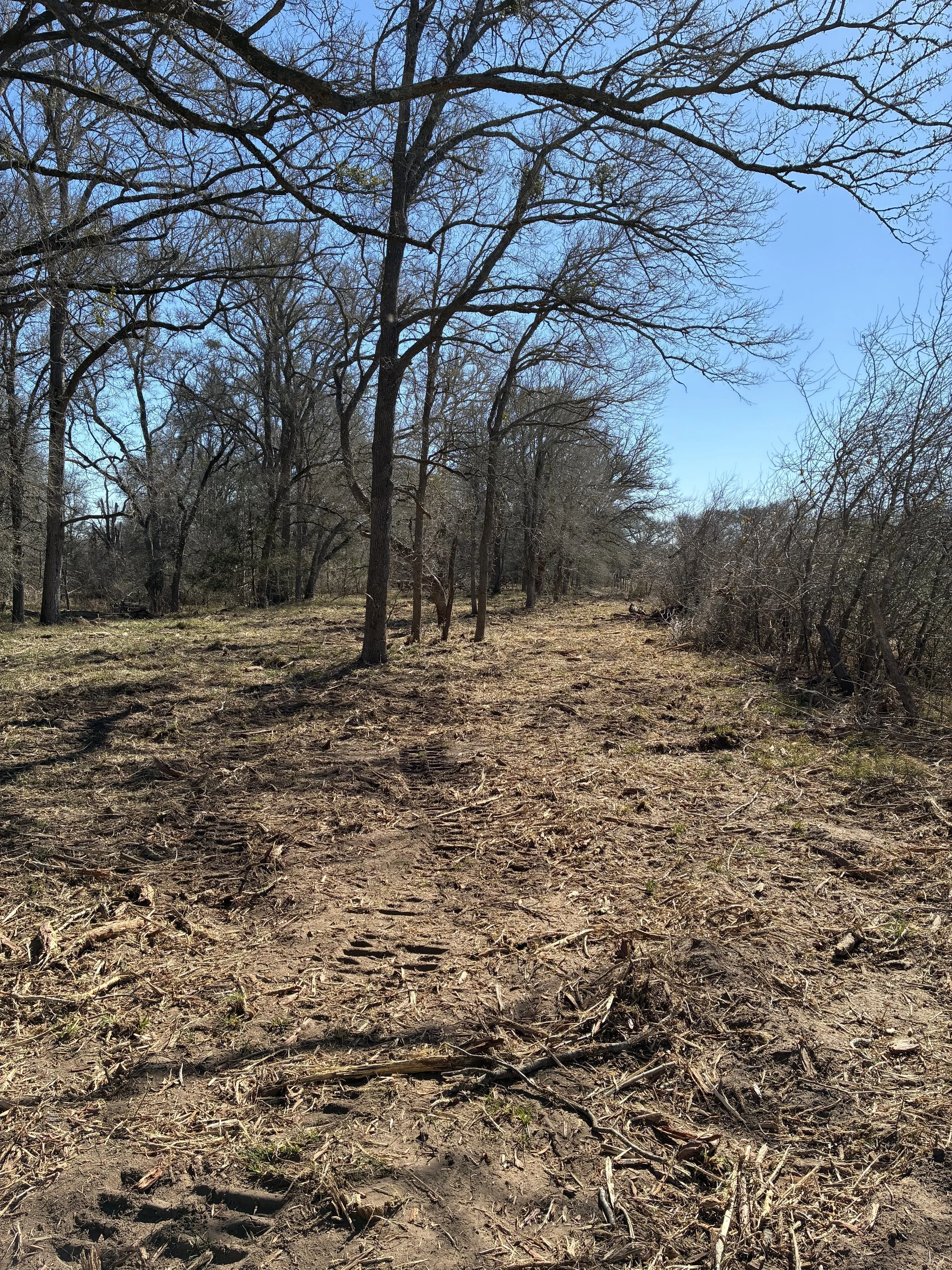 A wooded area with tall, leafless trees and a clear blue sky above, with a dirt path or ground covered with twigs, branches, and dried grass.