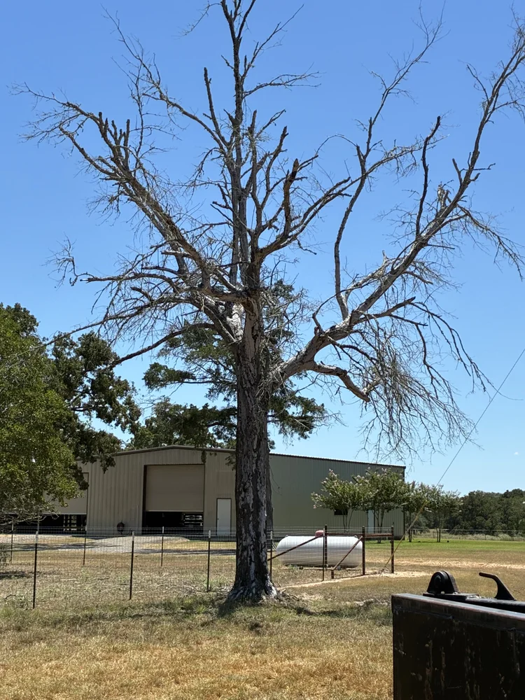 Dead tree near barn before removal
