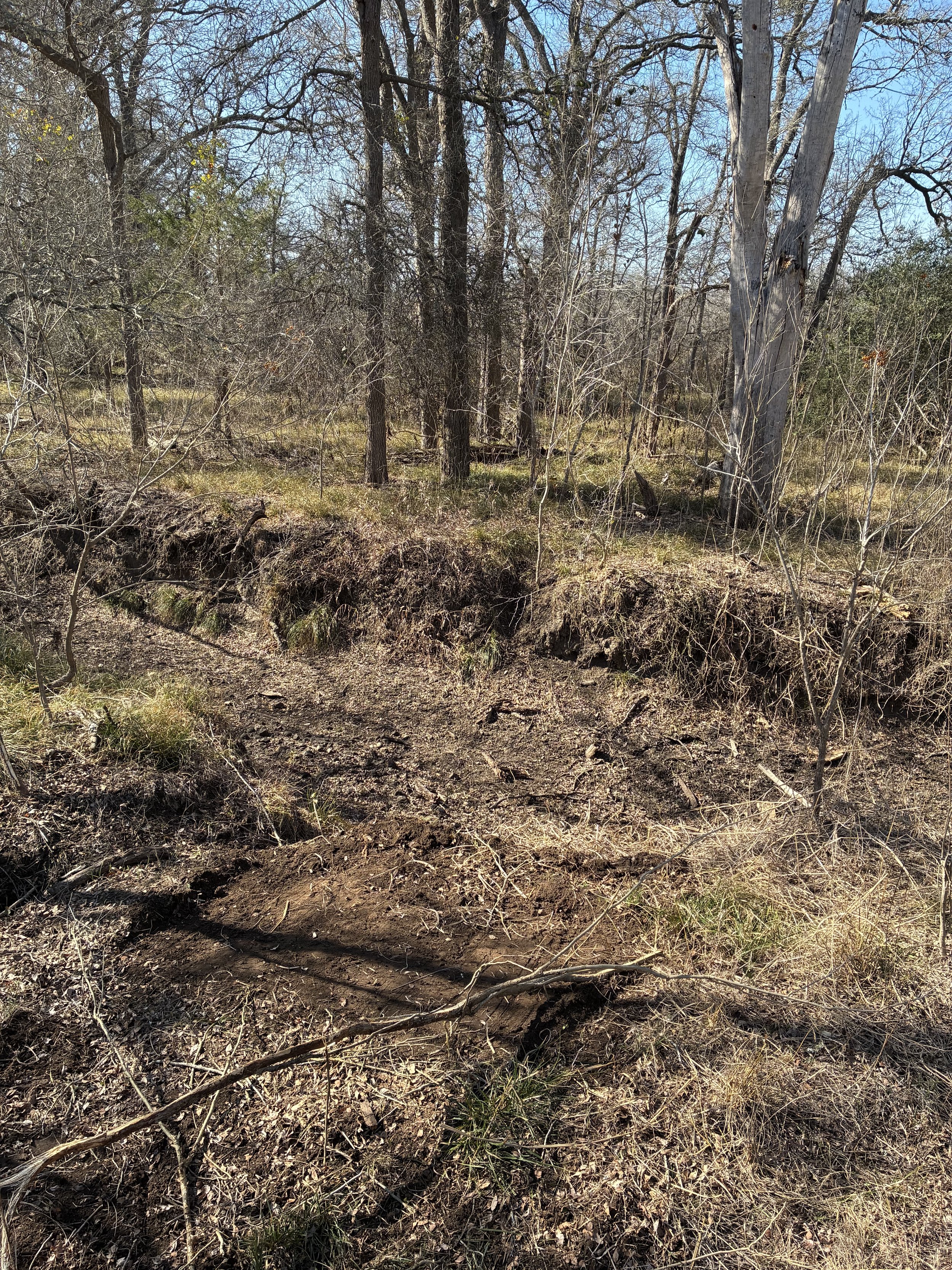A forest scene with leafless trees, dry grass, and a clear blue sky.