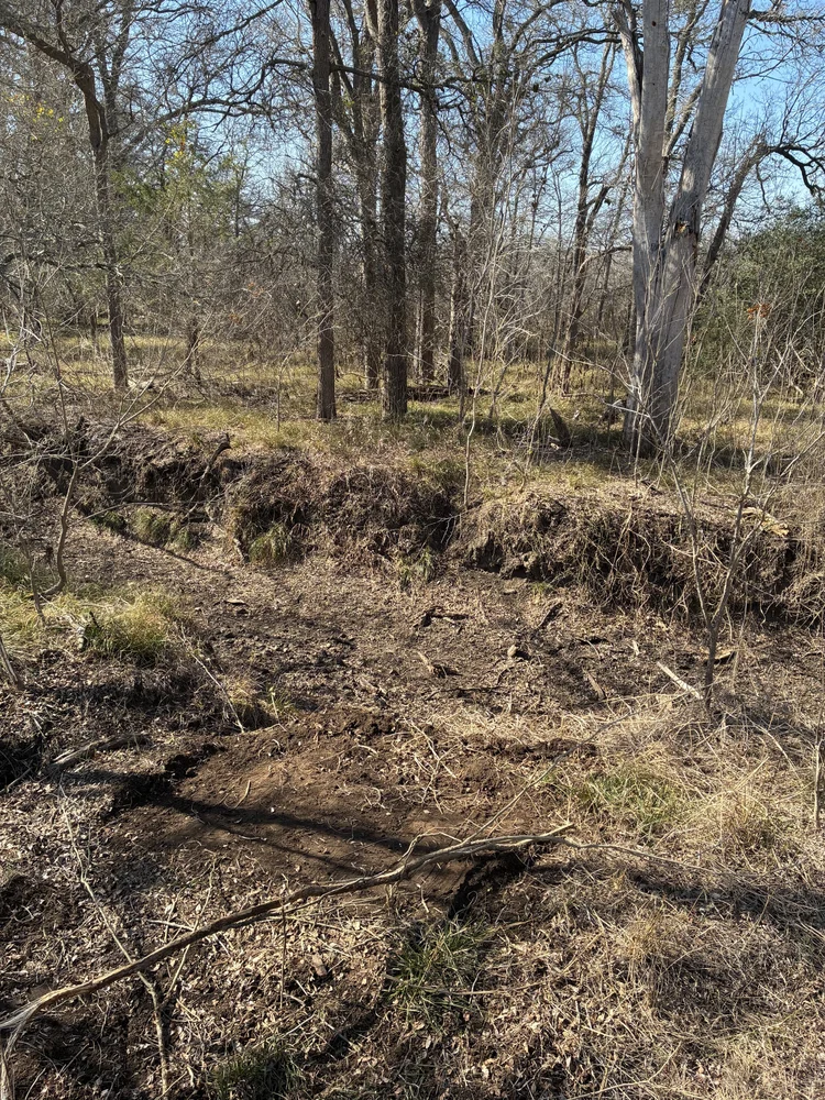 Wooded creek area before road work