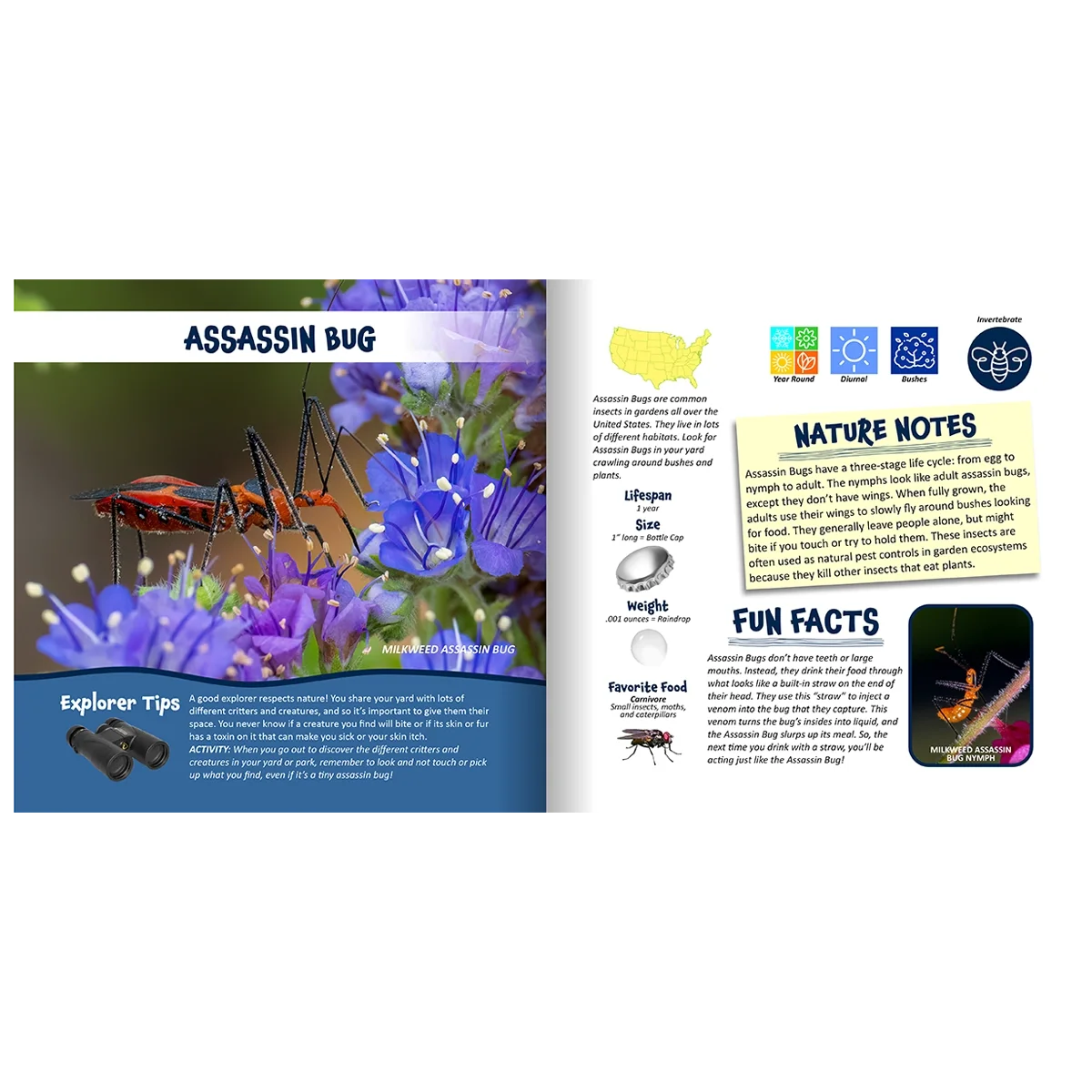 Backyard Critters and Creatures Discovery Kit4.webp