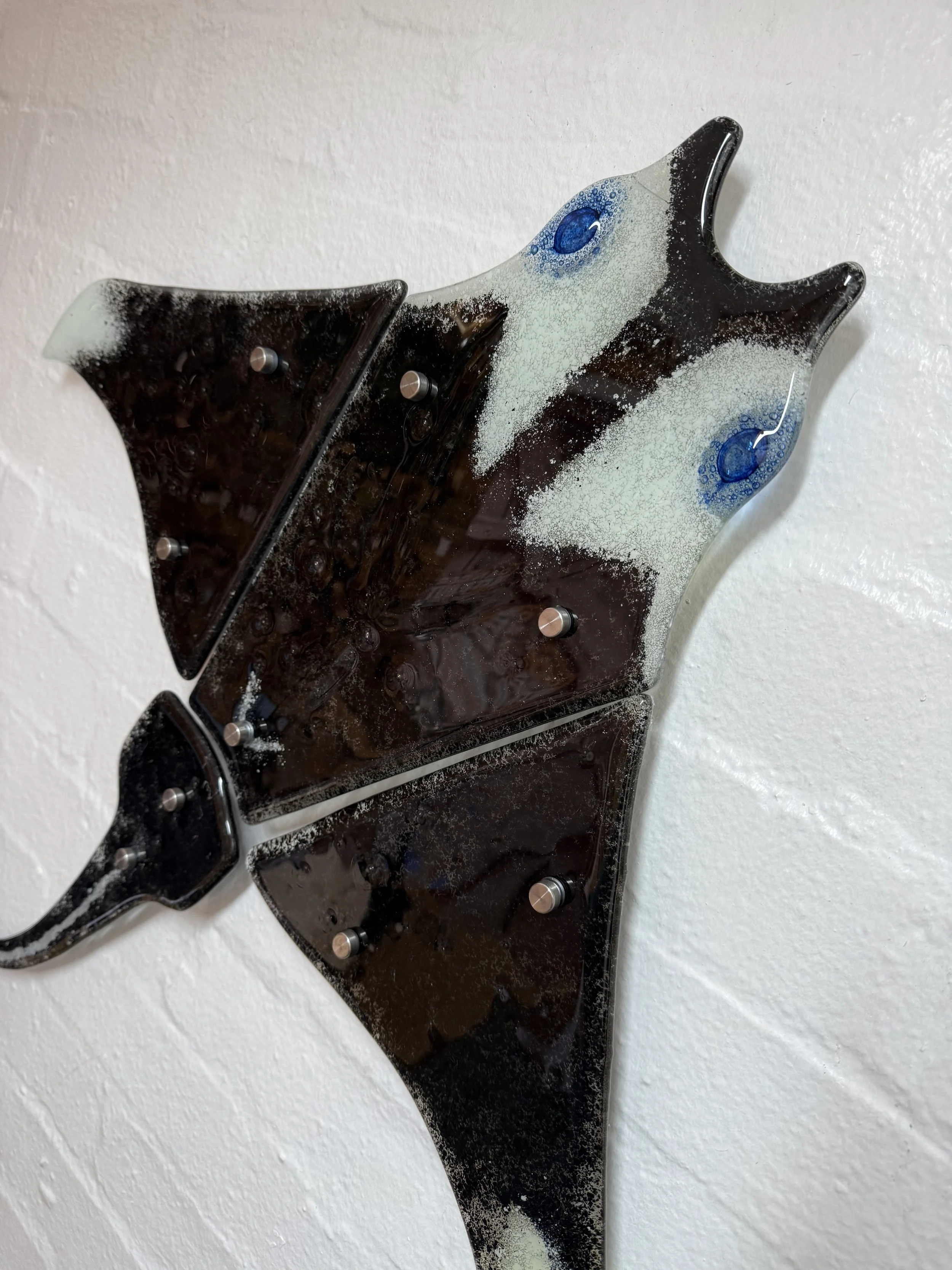 Oceanic glass fused Giant manta ray