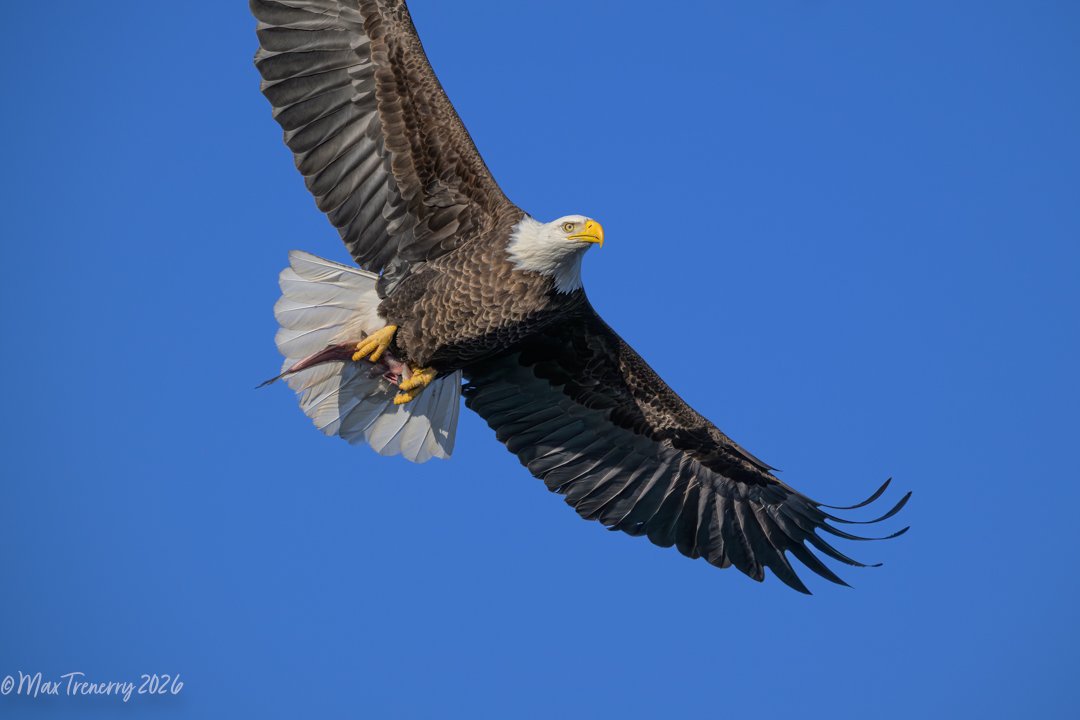 Bald Eagle with a fresh catch!  La Crosse, Wisconsin
