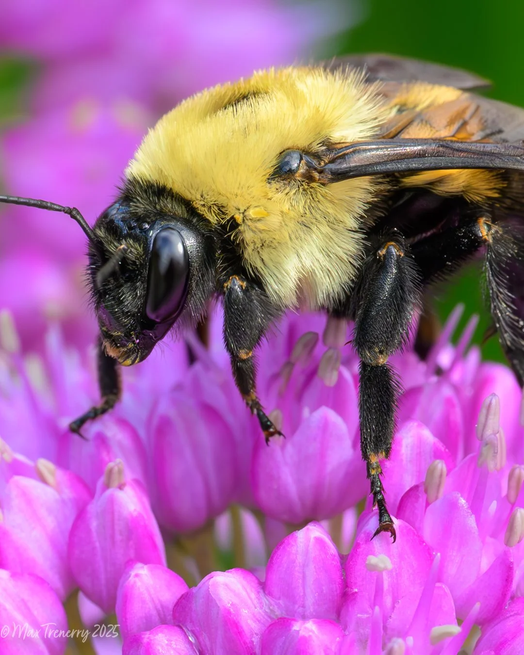 Bumble bee on Allium
