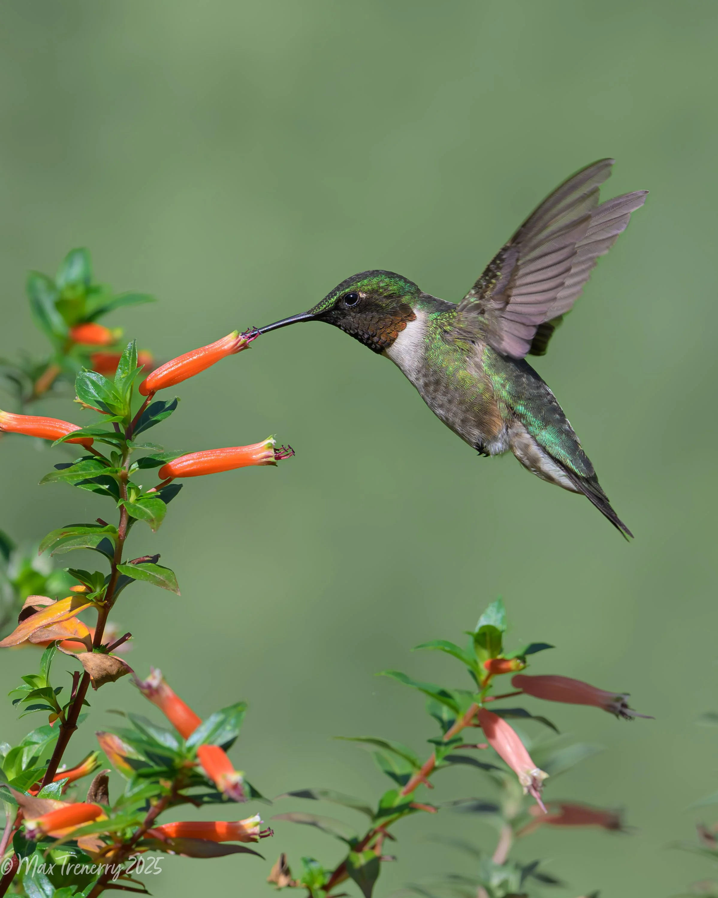 For IG Ruby-throated hummingbird_DSC1894.jpg