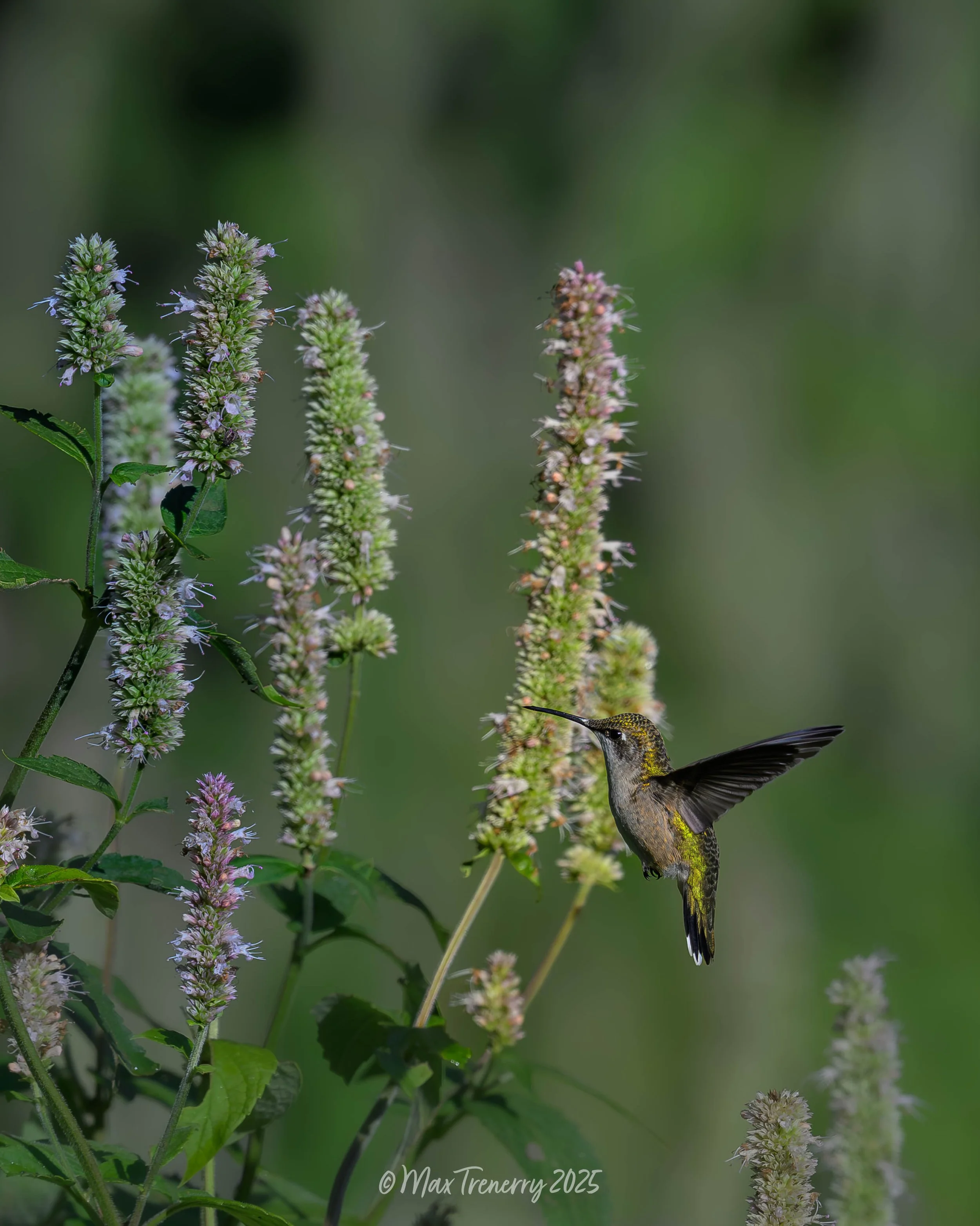 For IG Hummingbird at Hyssop_DSC3655-2.jpg