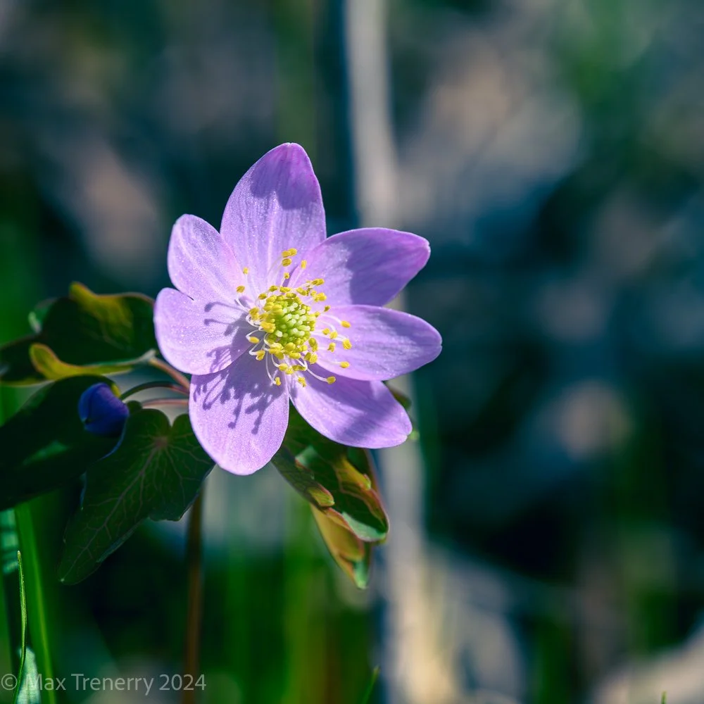 DSC_0237-Enhanced-NR-Max Trenerry Photoart-2.jpg