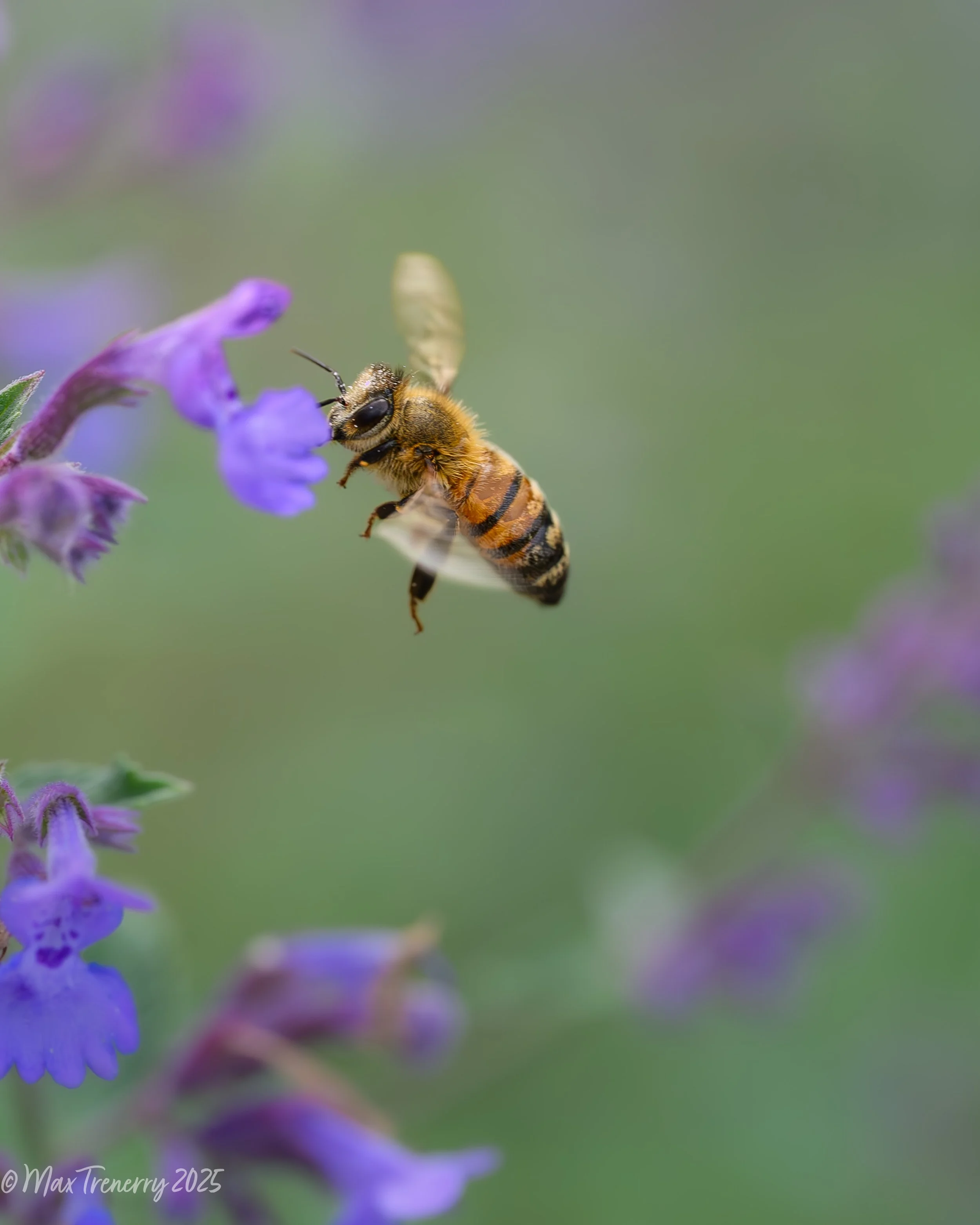 Honey bee on catmint.  Summer, 2025