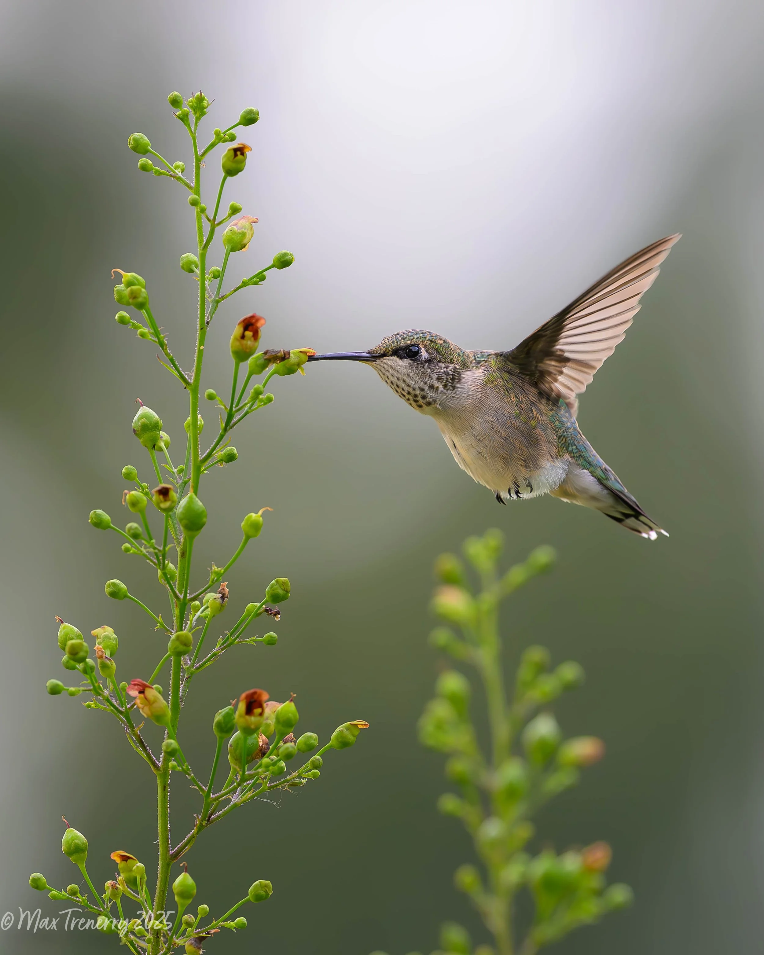 For IG Hummingbird at Late Figwort_DSC4575.jpg